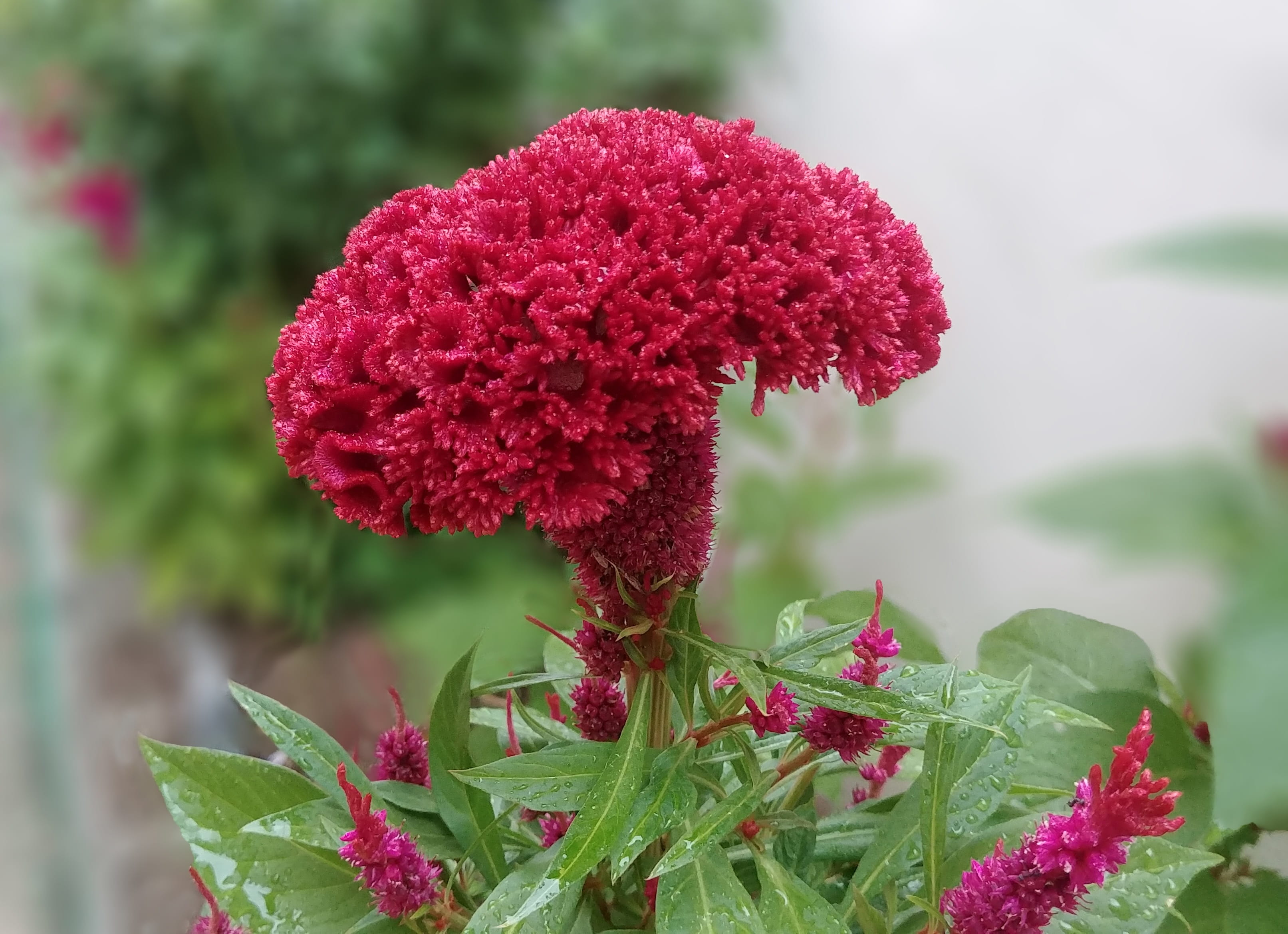 flowering plant, 2K, freshness, close-up, korea, plant, red, close, focus on foreground, flowers, flower head, growth, cockscomb, beauty in nature, day, HD Wallpaper