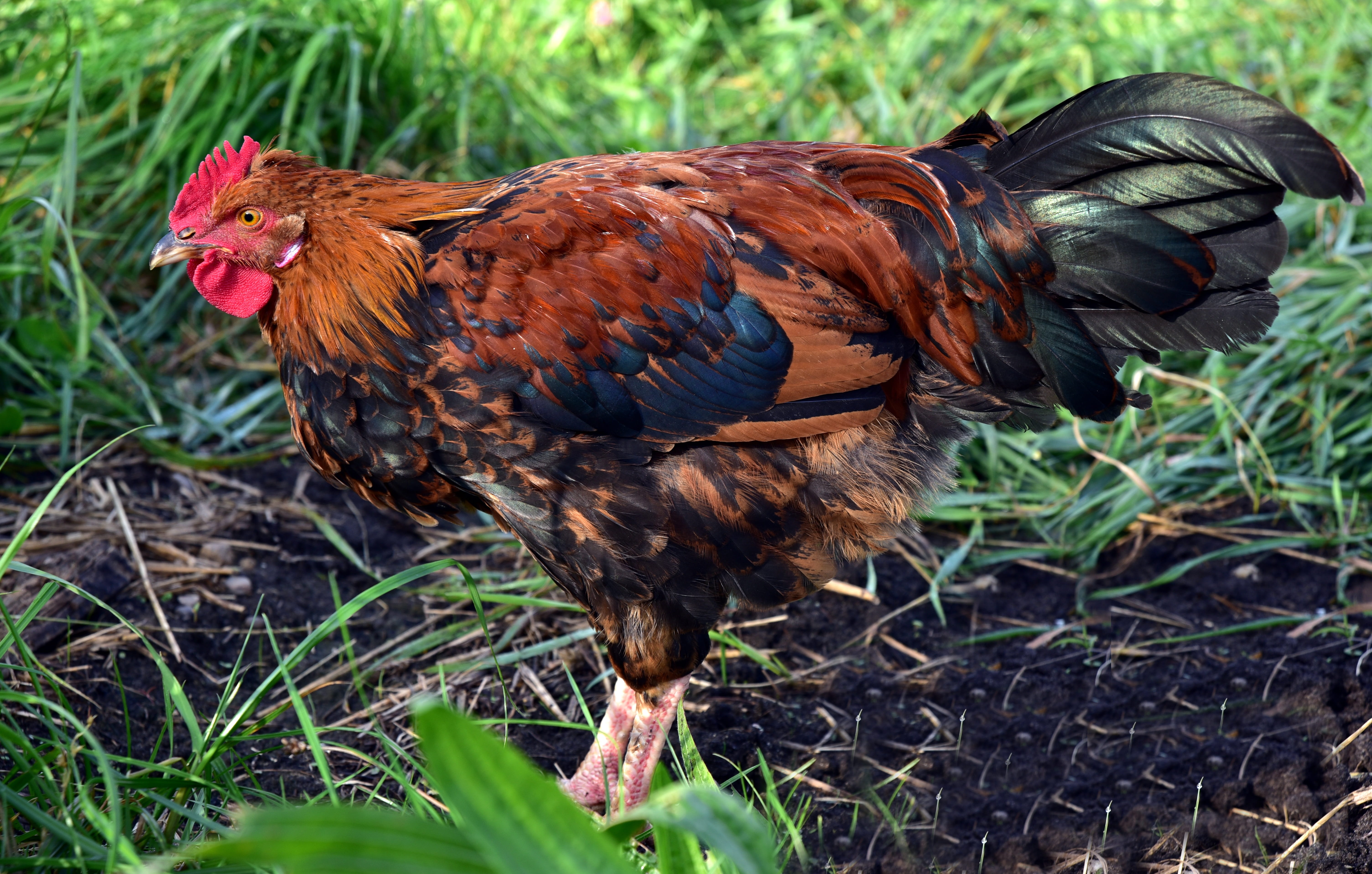 field, pride, day, pets, farm, feather, no people, plant, vertebrate, mammal, 5K, animal themes, chicken - bird, rooster, colorful, outdoors, plumage, HD Wallpaper