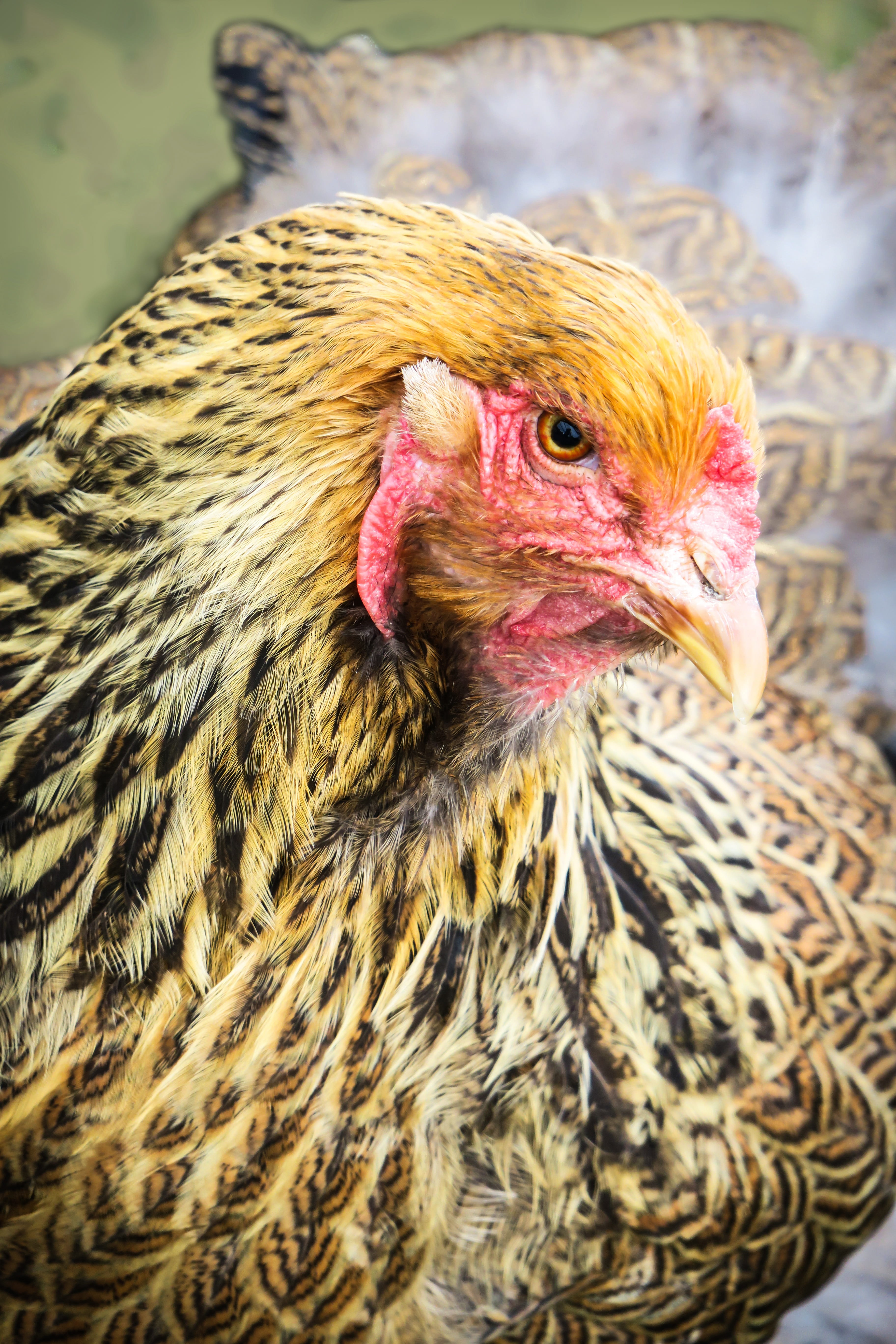 domestic animals, nature, 5K, crow, livestock, poultry, bird, pets, one animal, animal, plumage, day, mammal, animal head, hen, focus on foreground, hahn, Phone HD Wallpaper