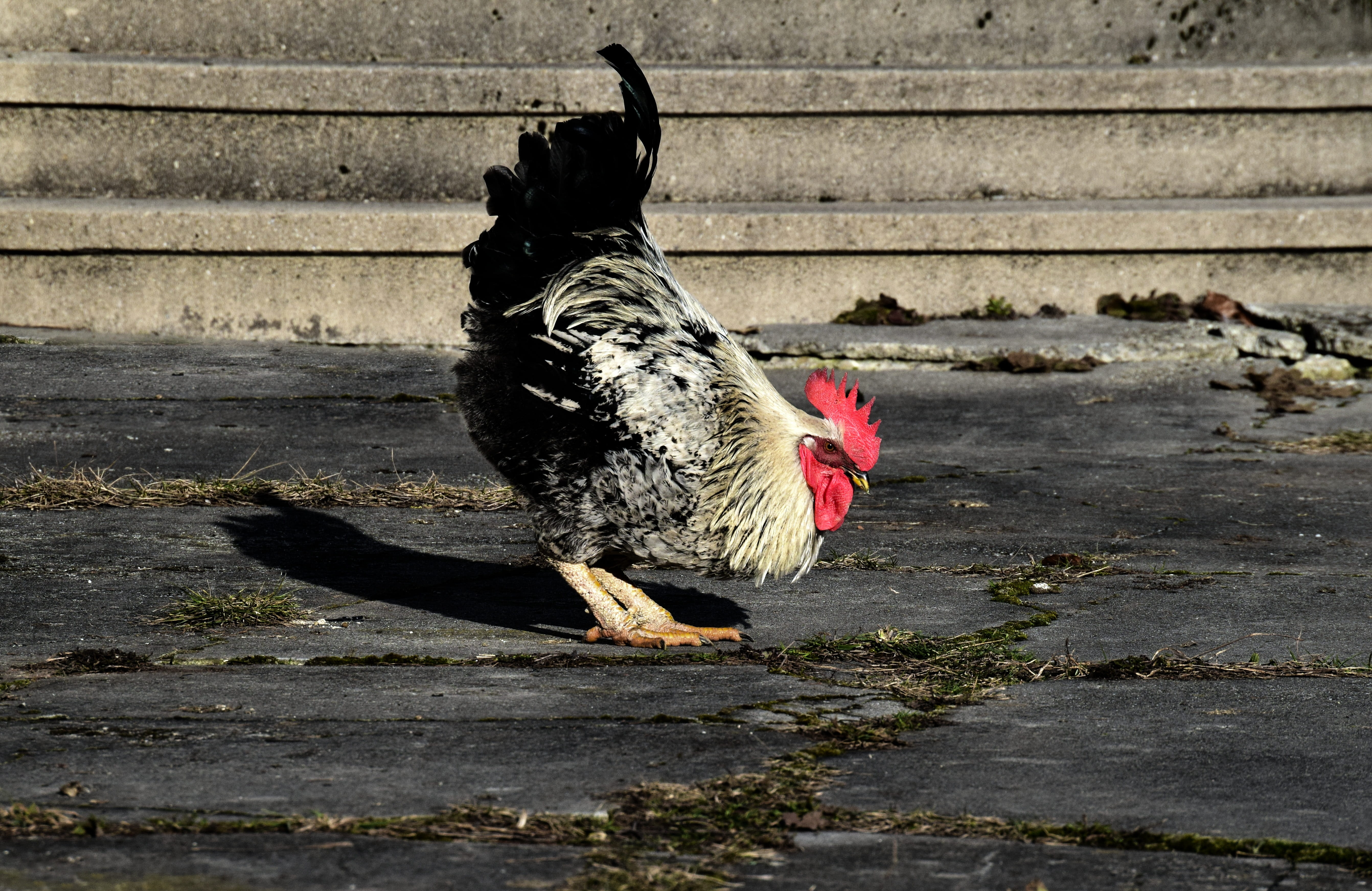 pets, vertebrate, gockel, comb, chicken - bird, sunlight, chicken, bow, domestic animals, mammal, search, farm, outdoors, bend over, bird, animal, male animal, HD Wallpaper