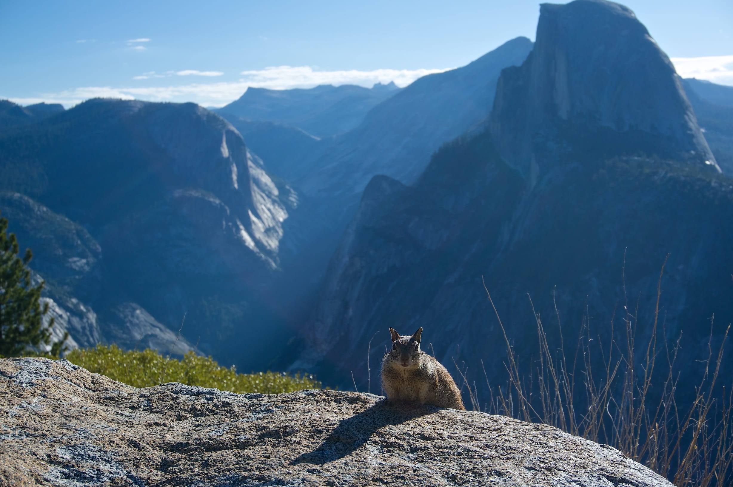 yosemite valley, squirrel, animal, solid, snowcapped mountain, scenics - nature, mountain peak, glacier point, 1080P, herbivorous, no people, non-urban scene, HD Wallpaper