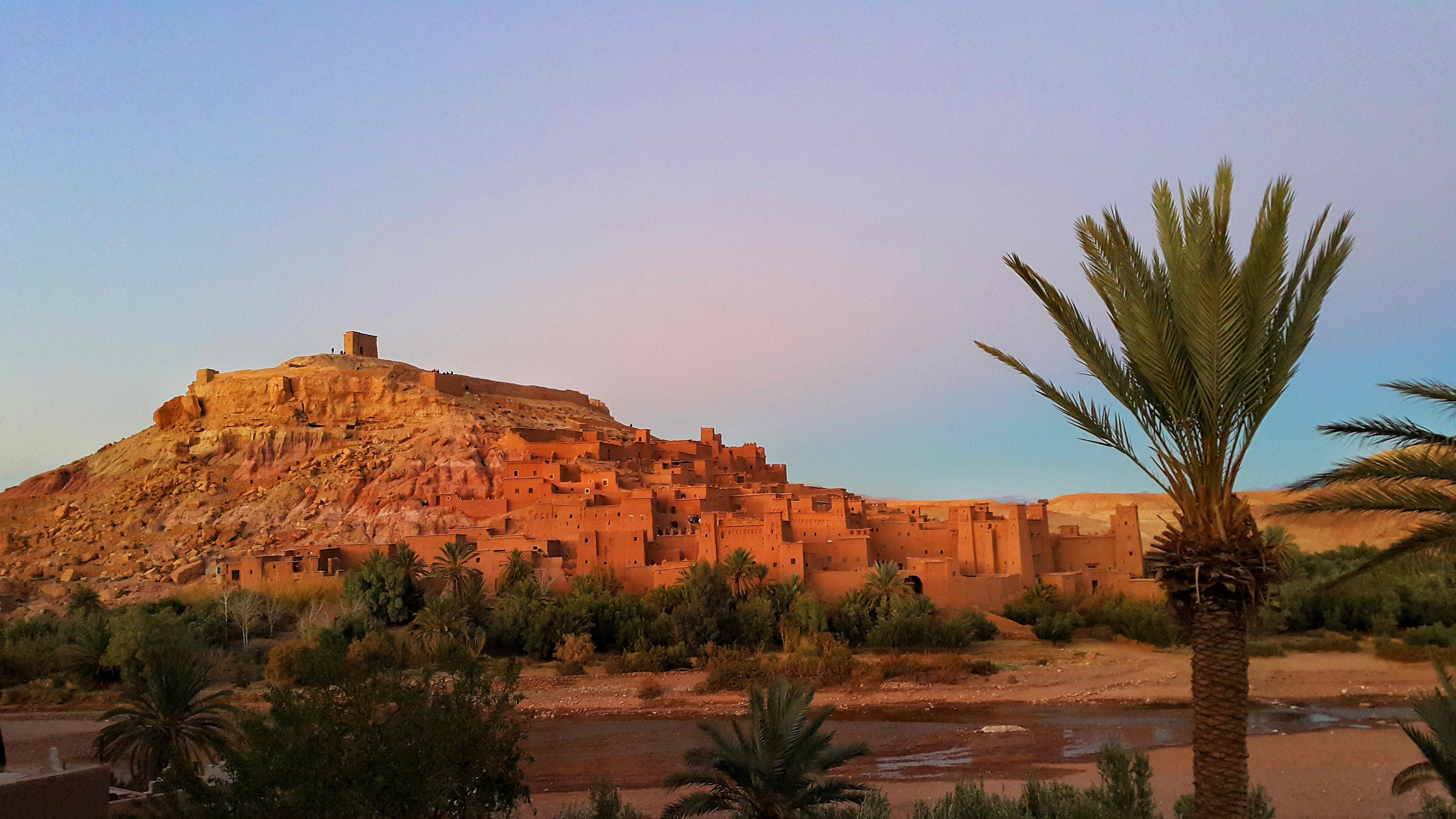 plant, palm tree, climate, no people, travel destinations, outdoors, benhaddou, casbah, environment, 5K, tranquility, scenics - nature, desert, stunning, HD Wallpaper