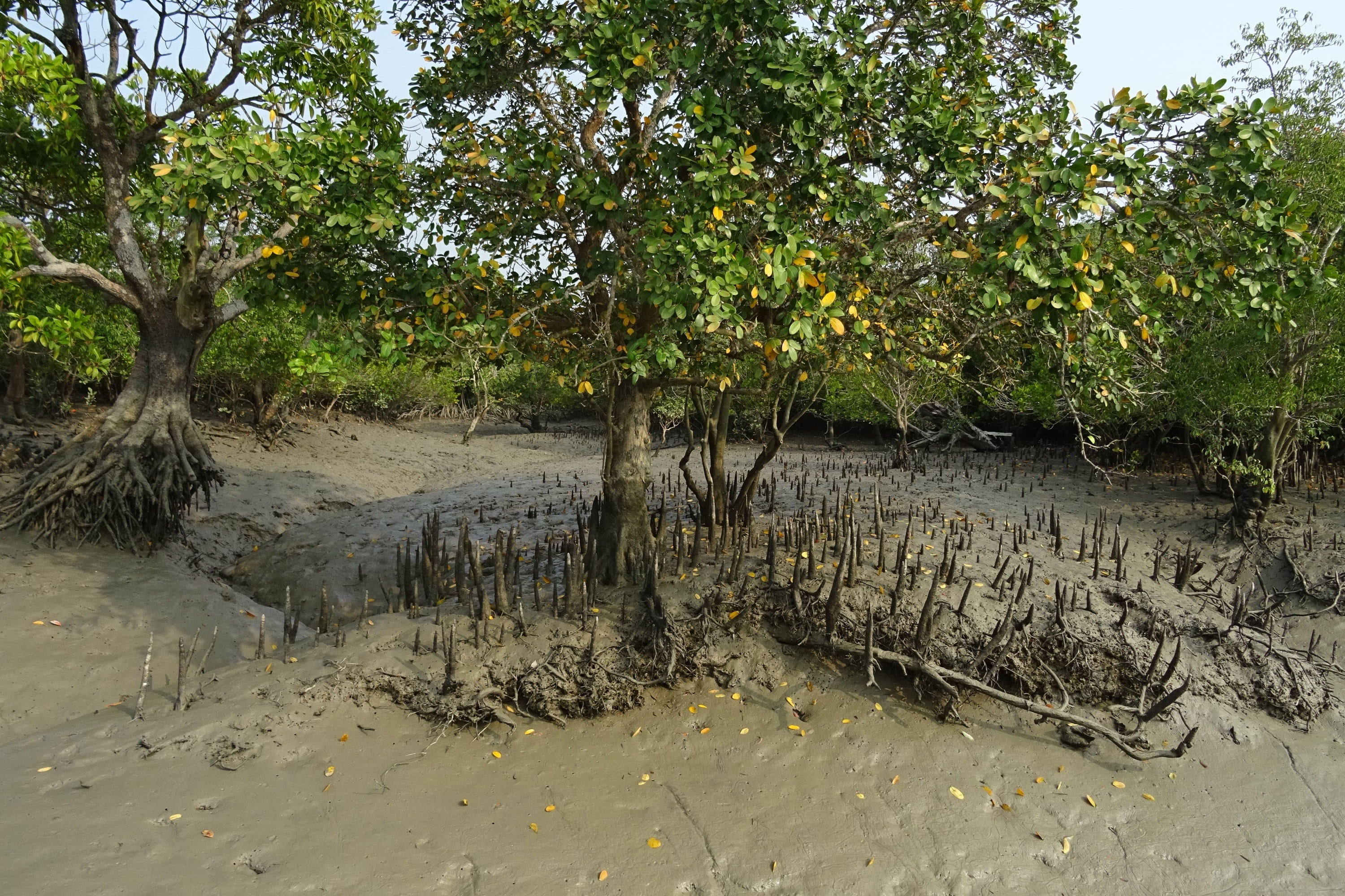 day, land, unesco, river, tranquility, flora, mud, tree, aerial roots, water, environment, outdoors, plant, green color, growth, forest, beauty in nature, HD Wallpaper