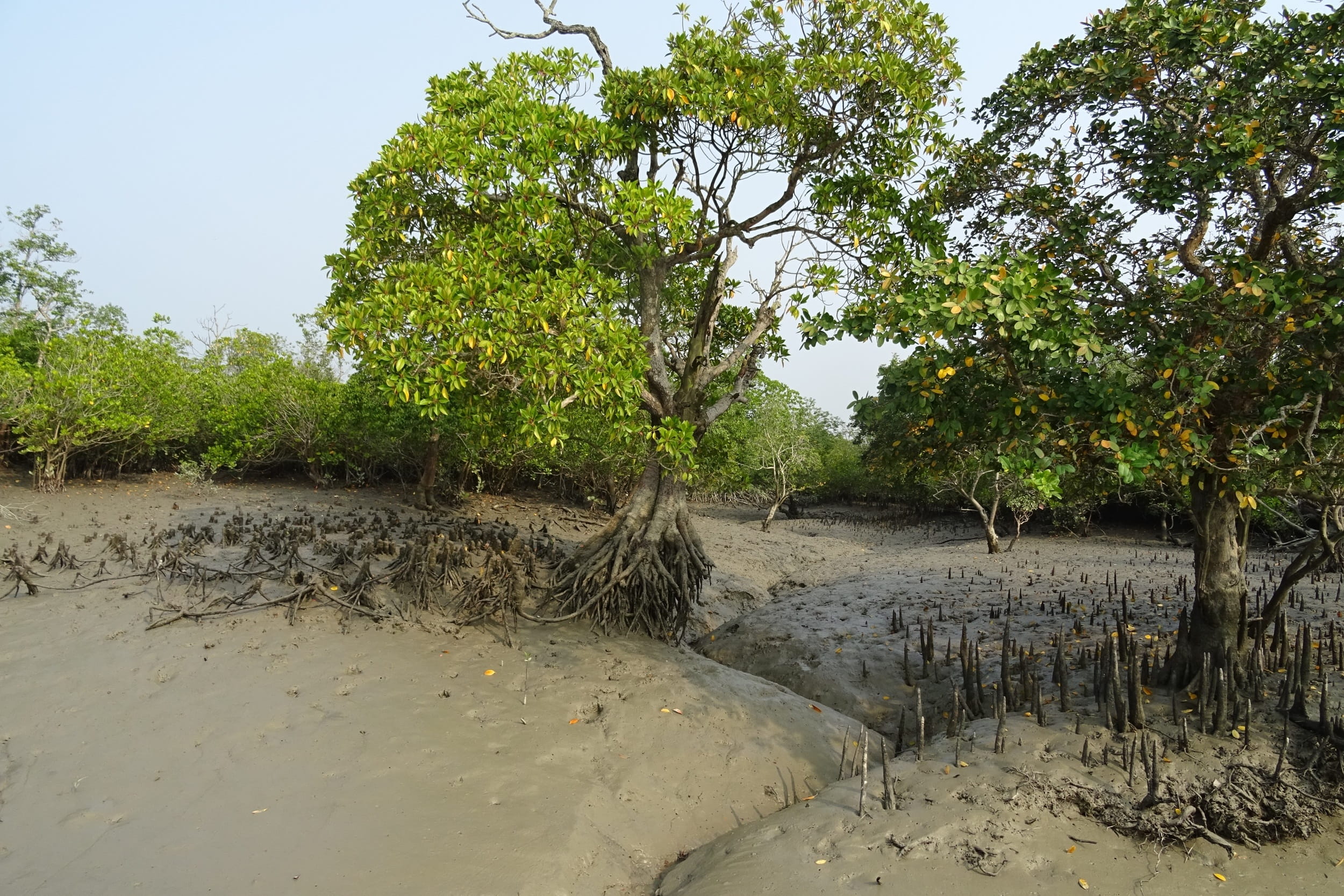 Aerial Roots, india, tree, non-urban scene, no people, beach, ramsar site, flora, beauty in nature, environment, scenics - nature, world heritage, sand, HD Wallpaper