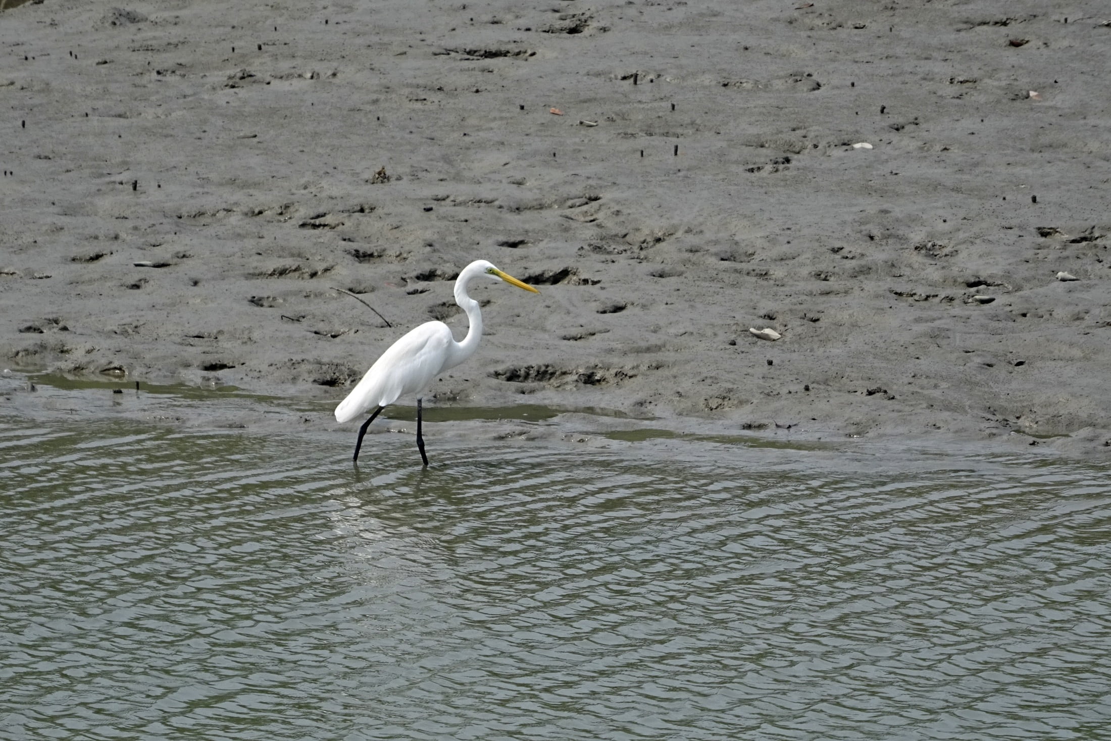 sundarbans, forest, swamp, animal themes, great egret, one animal, river, animals in the wild, india, seagull, day, bird, egret, world heritage, animal, HD Wallpaper