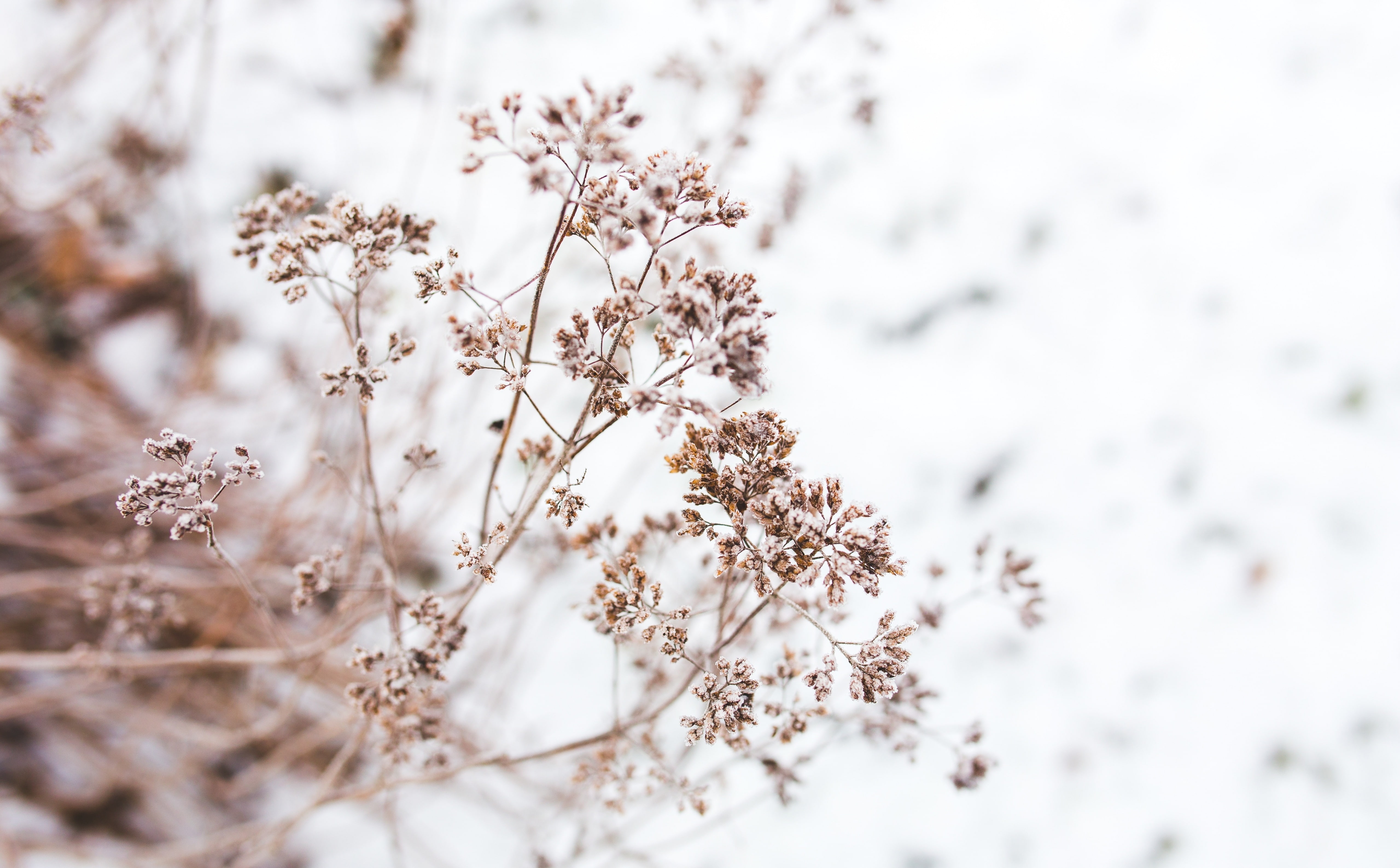 beauty in nature, springtime, softness, tree, Nature, close-up, withered, flowering plant, growth, detail, no people, fragility, Flower, selective focus, HD Wallpaper
