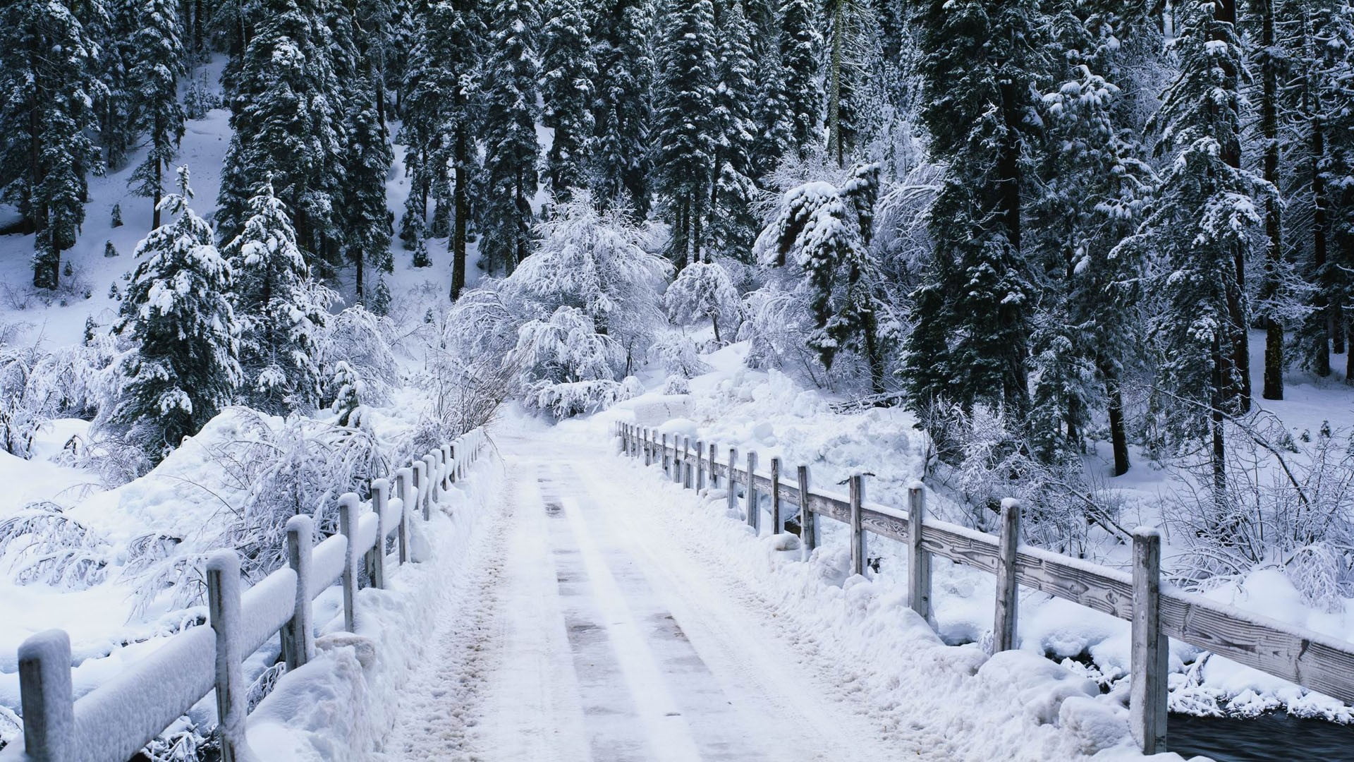 cold temperature, the way forward, plant, day, direction, white color, nature, 1080P, covering, tranquility, barrier, snows, diminishing perspective, scenics - nature, HD Wallpaper