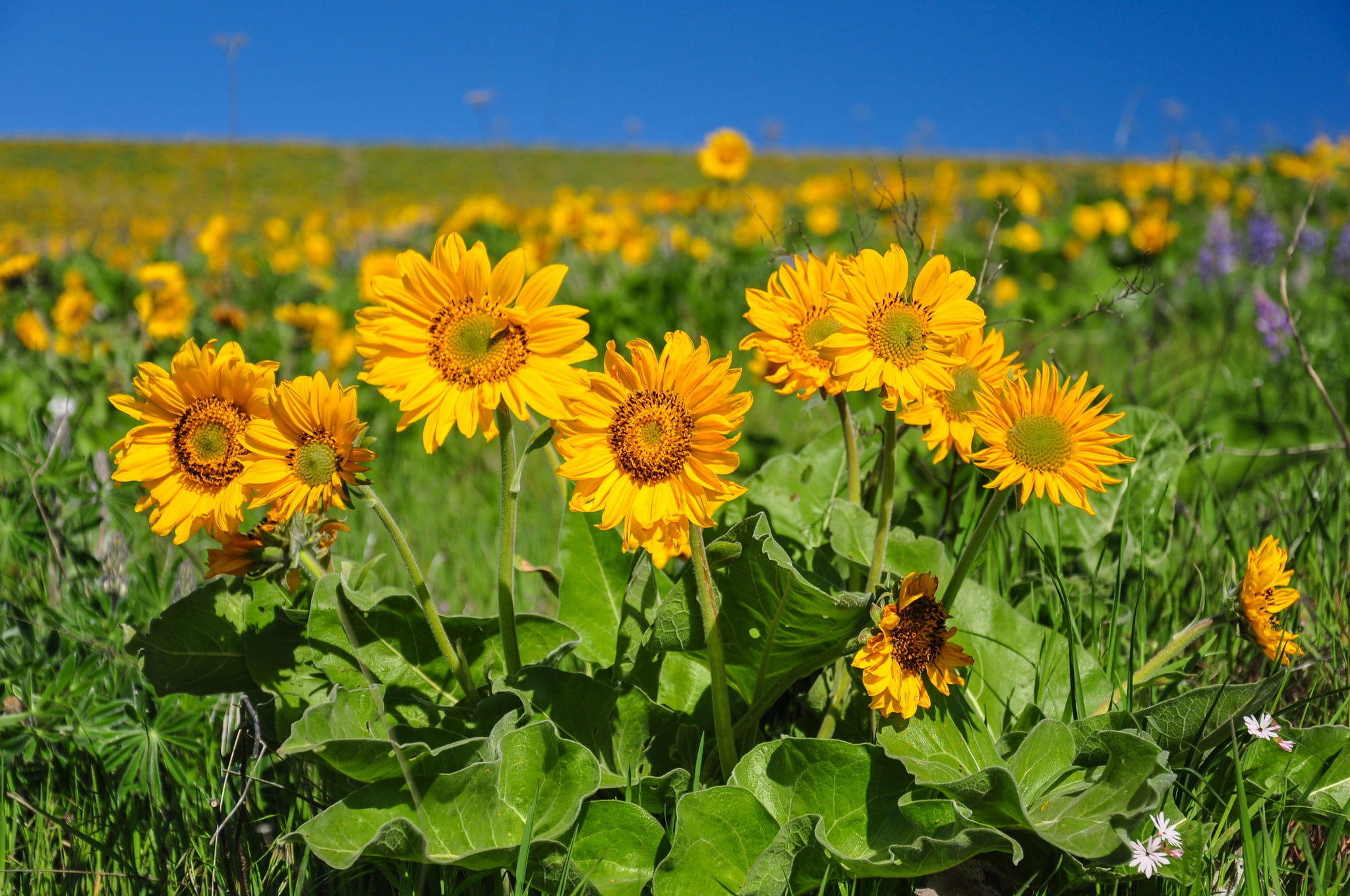 landscape, freshness, nature, springtime, plant, field, inflorescence, plants, fragility, no people, beauty in nature, flower, growth, 1080P, sunflowers, HD Wallpaper