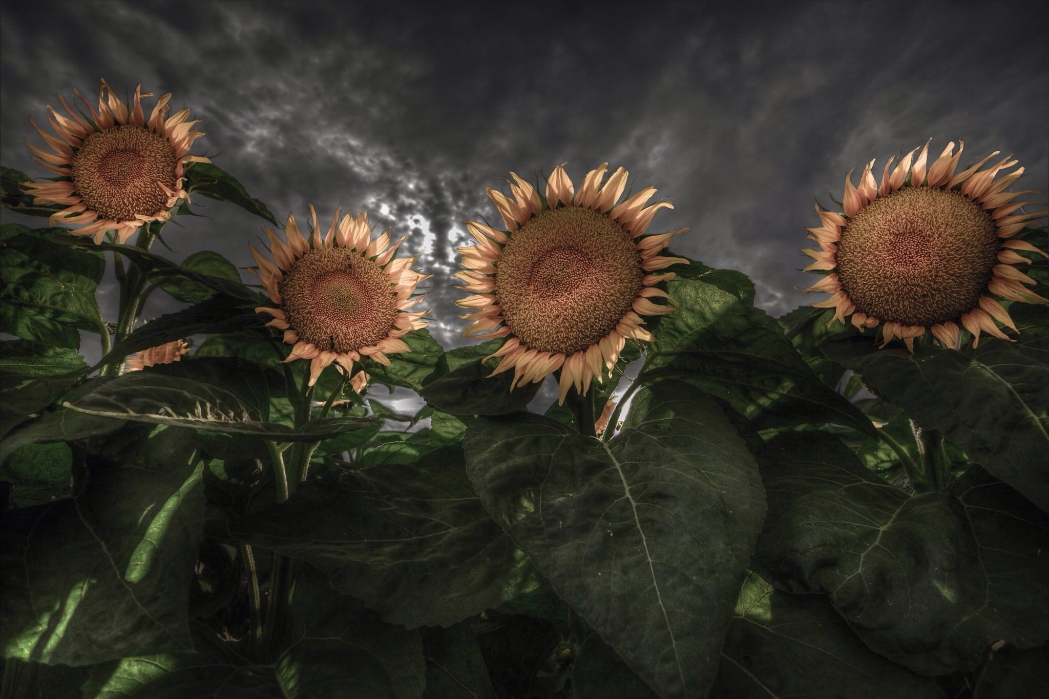 1080P, plants, fragility, spiked, outdoors, sunflowers, vulnerability, flower, plant, flowering plant, growth, petal, flowers, beauty in nature, nature, HD Wallpaper