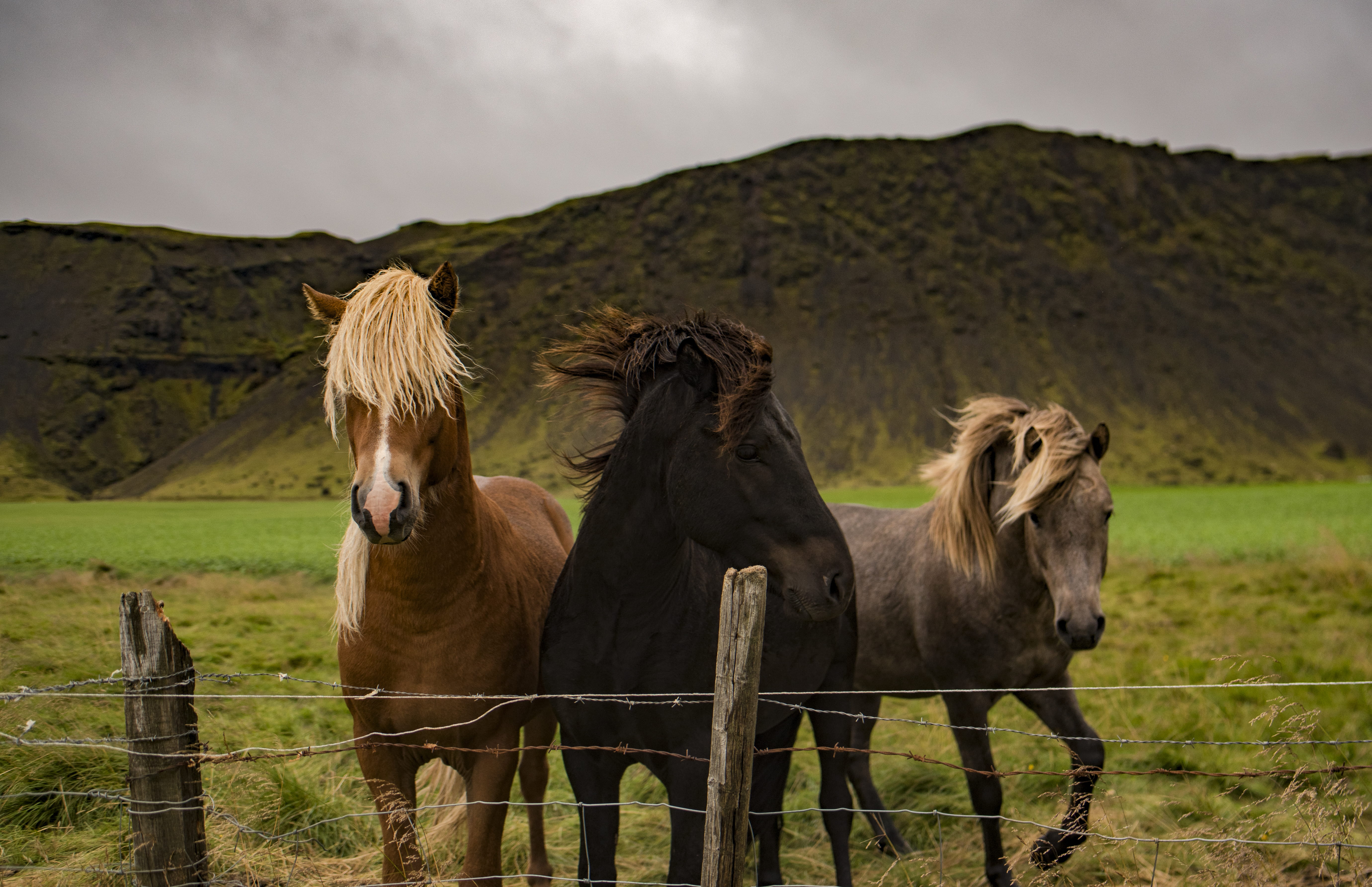 pasture, stallion, meadow, mare, outdoors, sky, barb wire, assorted, mammal, grass, wood post, nature, three, animal, farm, fence, beauty In Nature, boundary, HD Wallpaper