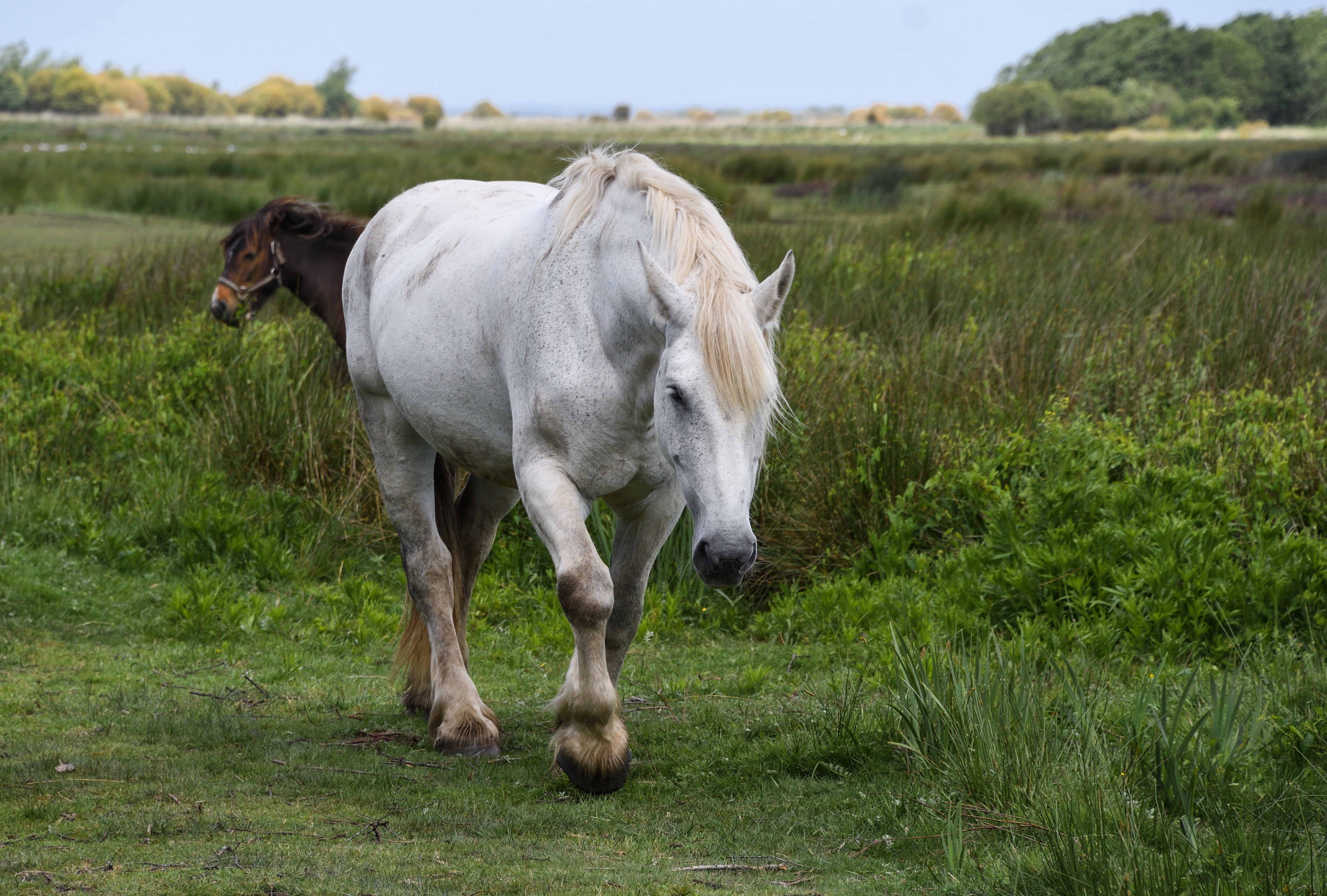middle, field, horses, no people, domestic, horse, outdoors, 5K, pasture, farm, nature, rural Scene, brière, marsh, land, landscape, agriculture, plant, HD Wallpaper