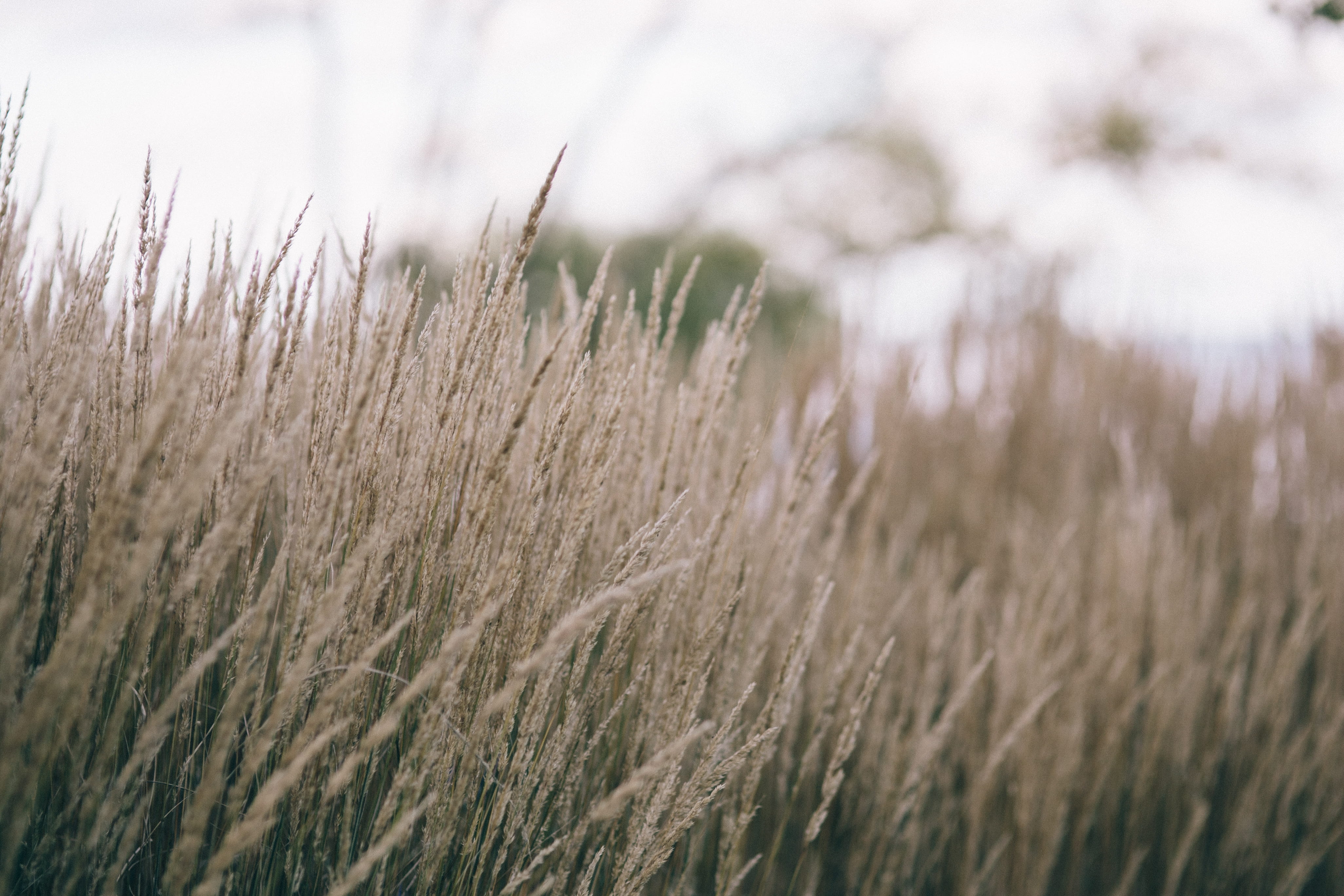 cereal plant, landscape, withered grass, close-up, growth, nature, selective focus, agriculture, plant, land, wind, beauty In Nature, no People, 4K, field, HD Wallpaper