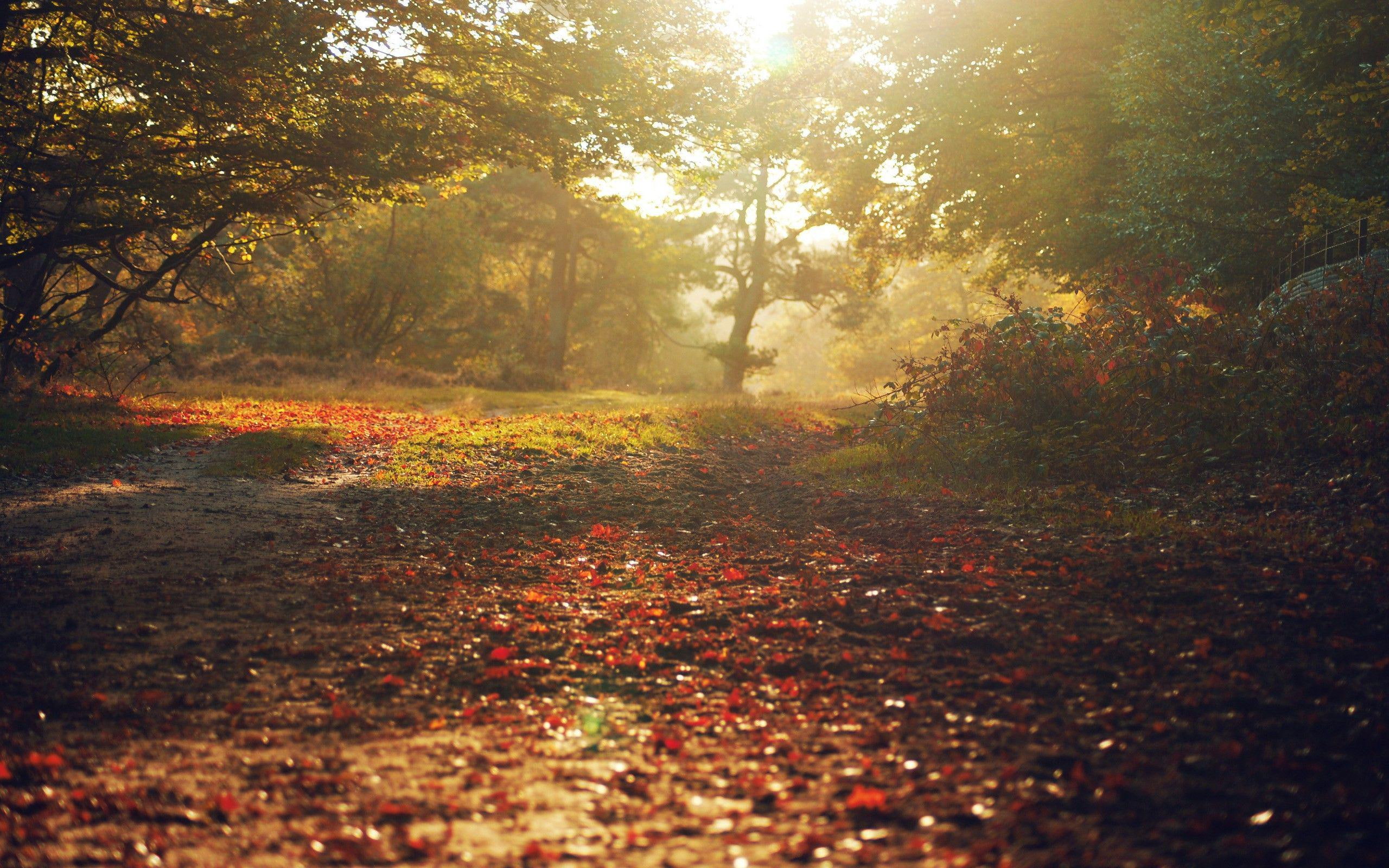 foliage, leaves, fall, alley, leaf, 2K, withered, road, autumn, park, 2560x1600, covered, nature, tree, HD Wallpaper