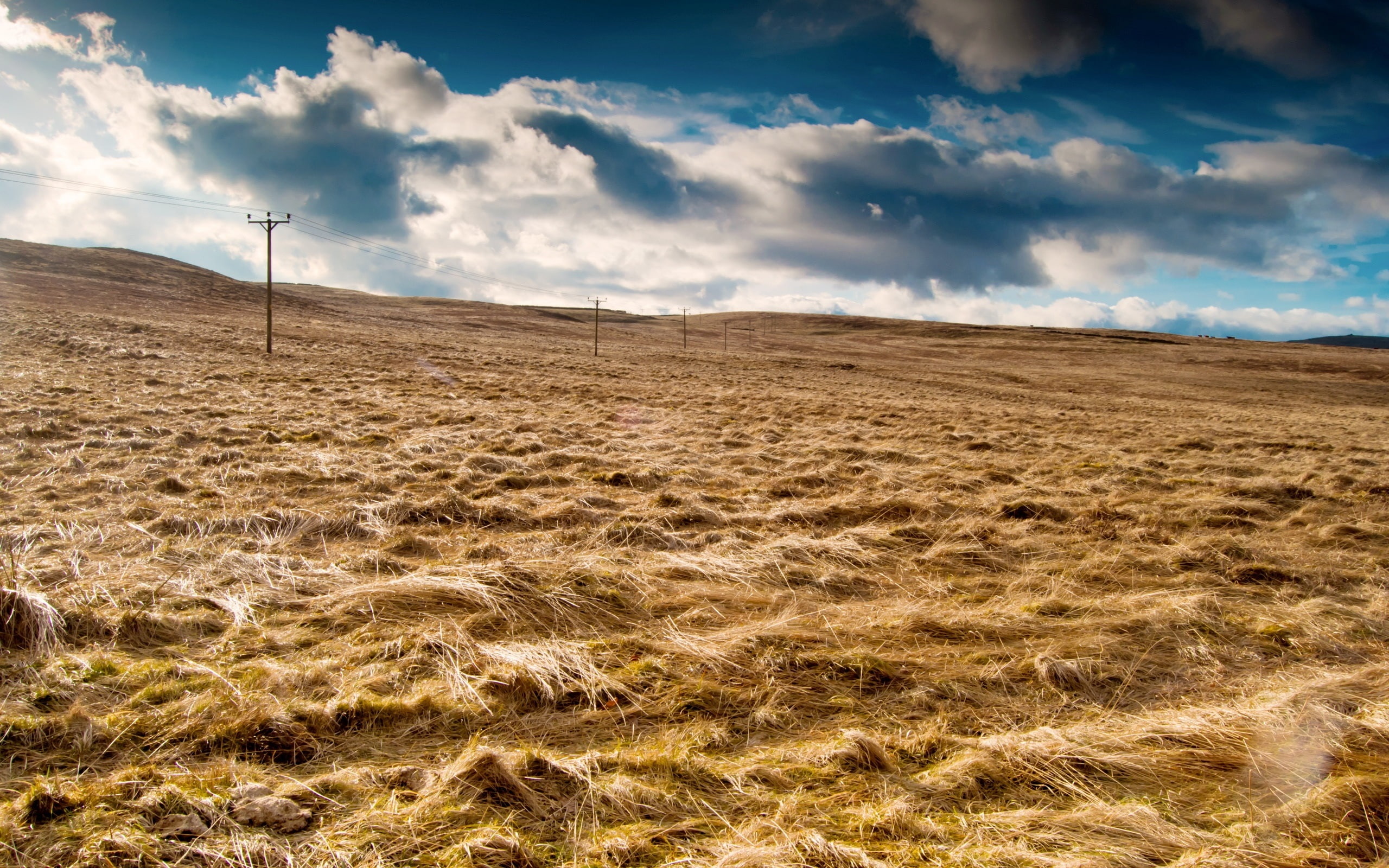 Grass, withered, 2K, Sky, Field, Clouds, HD Wallpaper