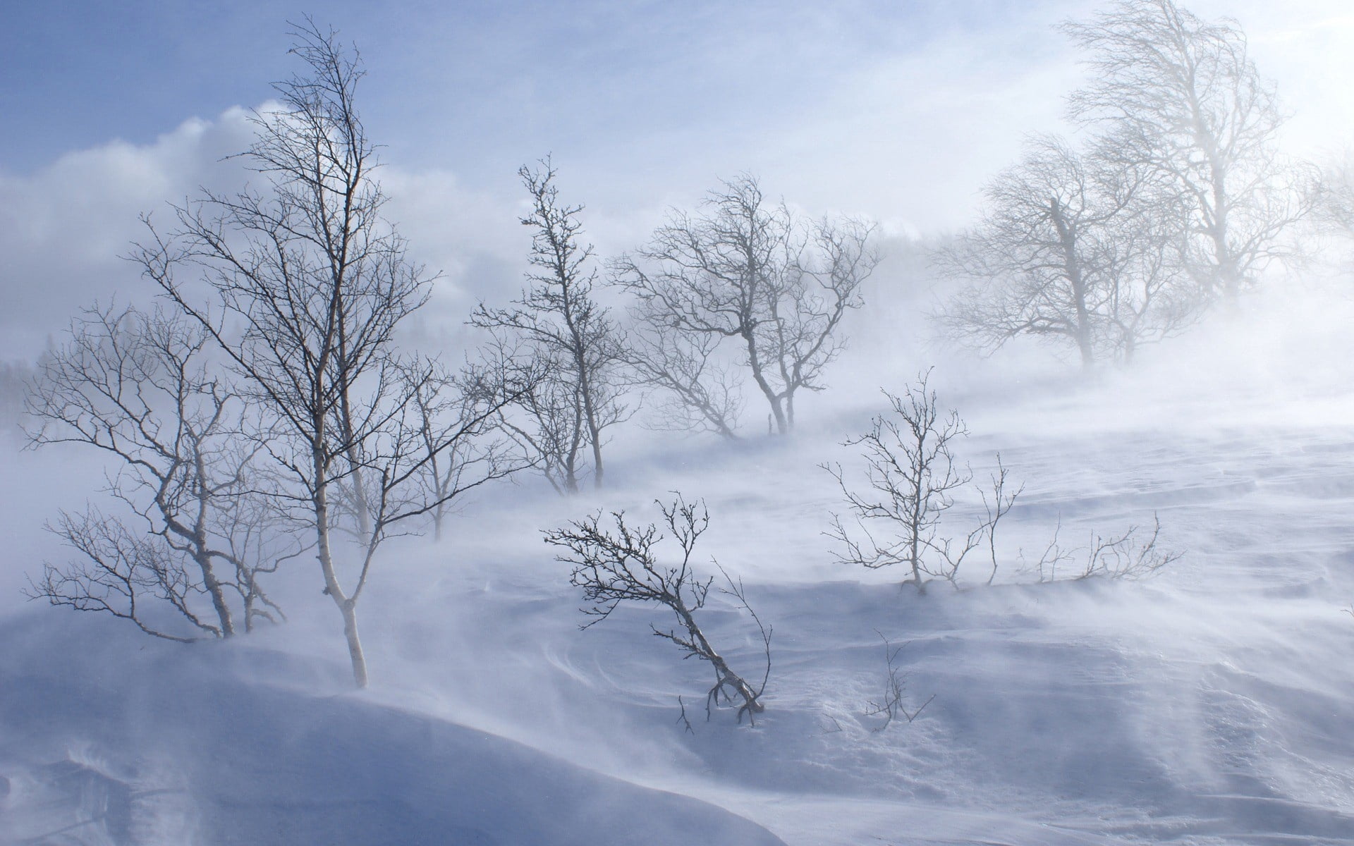 1080P, non-Urban Scene, nature, mountain, white color, ice, outdoors, white, tranquil Scene, wind, day, scenics, tree, tranquility, woodland, winter, no People, HD Wallpaper