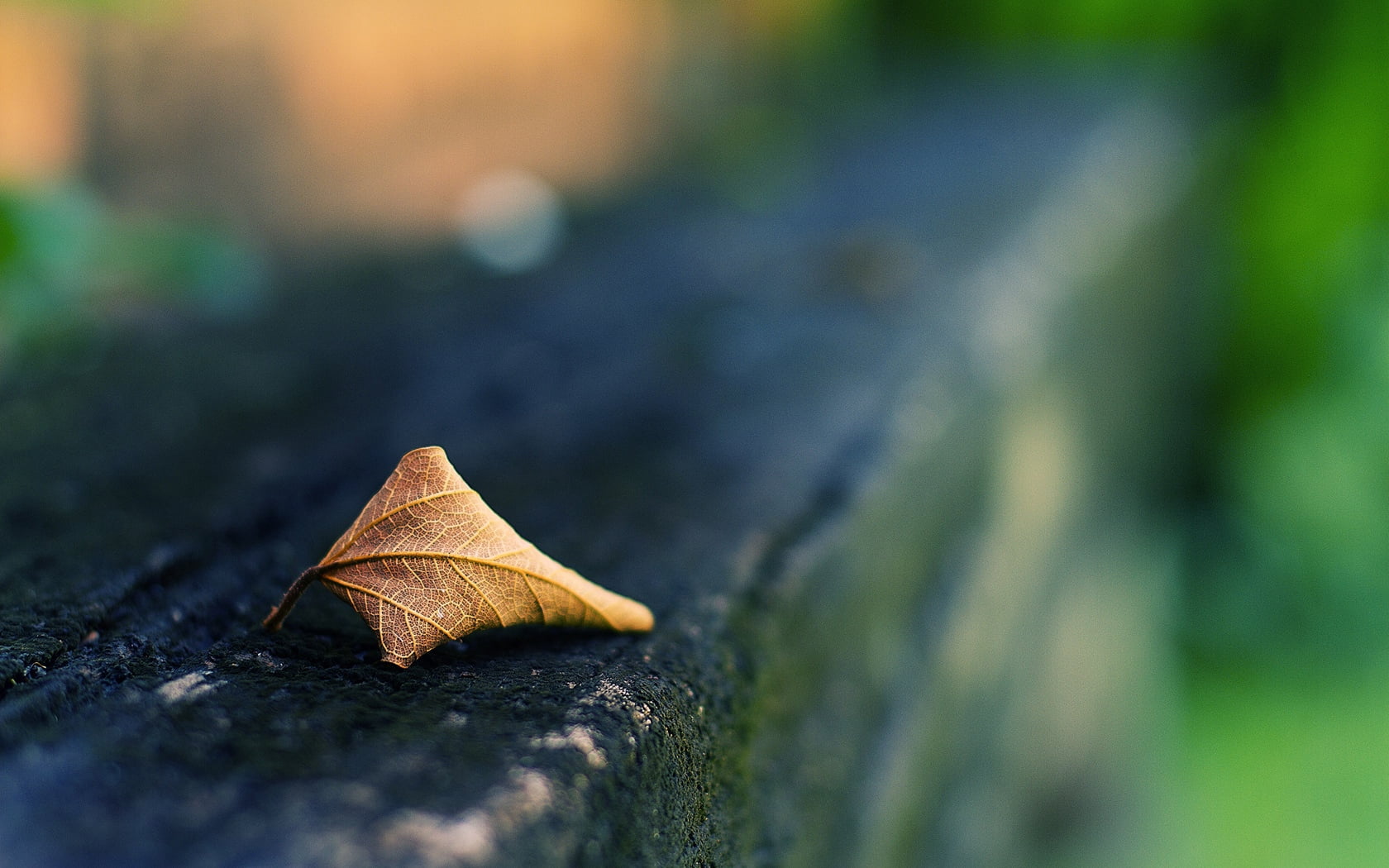 wood - Material, leaf, day, dry, beauty in nature, 720P, defocused, natural condition, copy Space, falling, green Color, pattern, plant, decoration, rough, HD Wallpaper