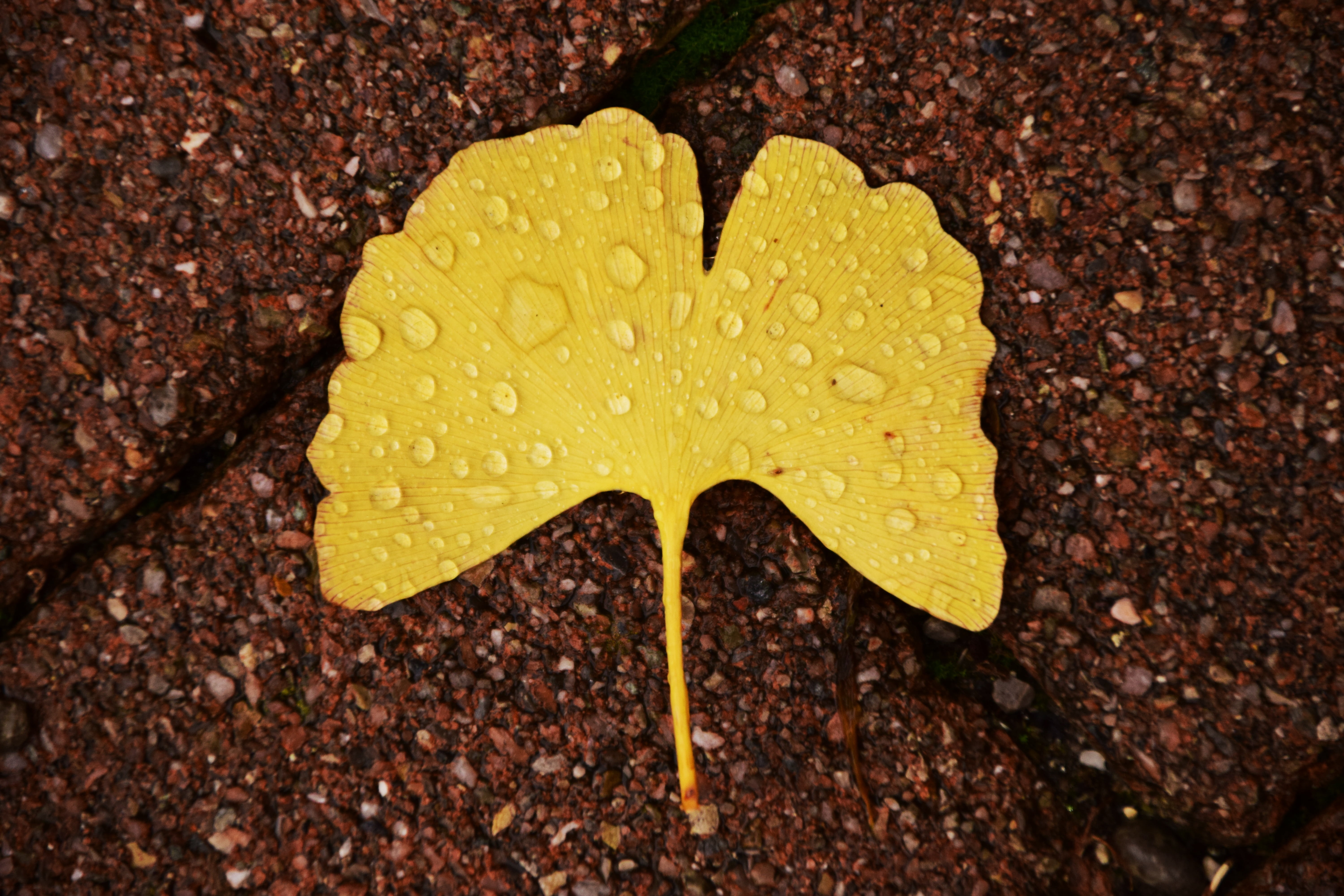 day, yellow, flower, growth, raindrop, yellow sheet, change, wet, directly above, ginkgo leaf, dried leaves, fan leaf tree, drip, 5K, close-up, water, HD Wallpaper