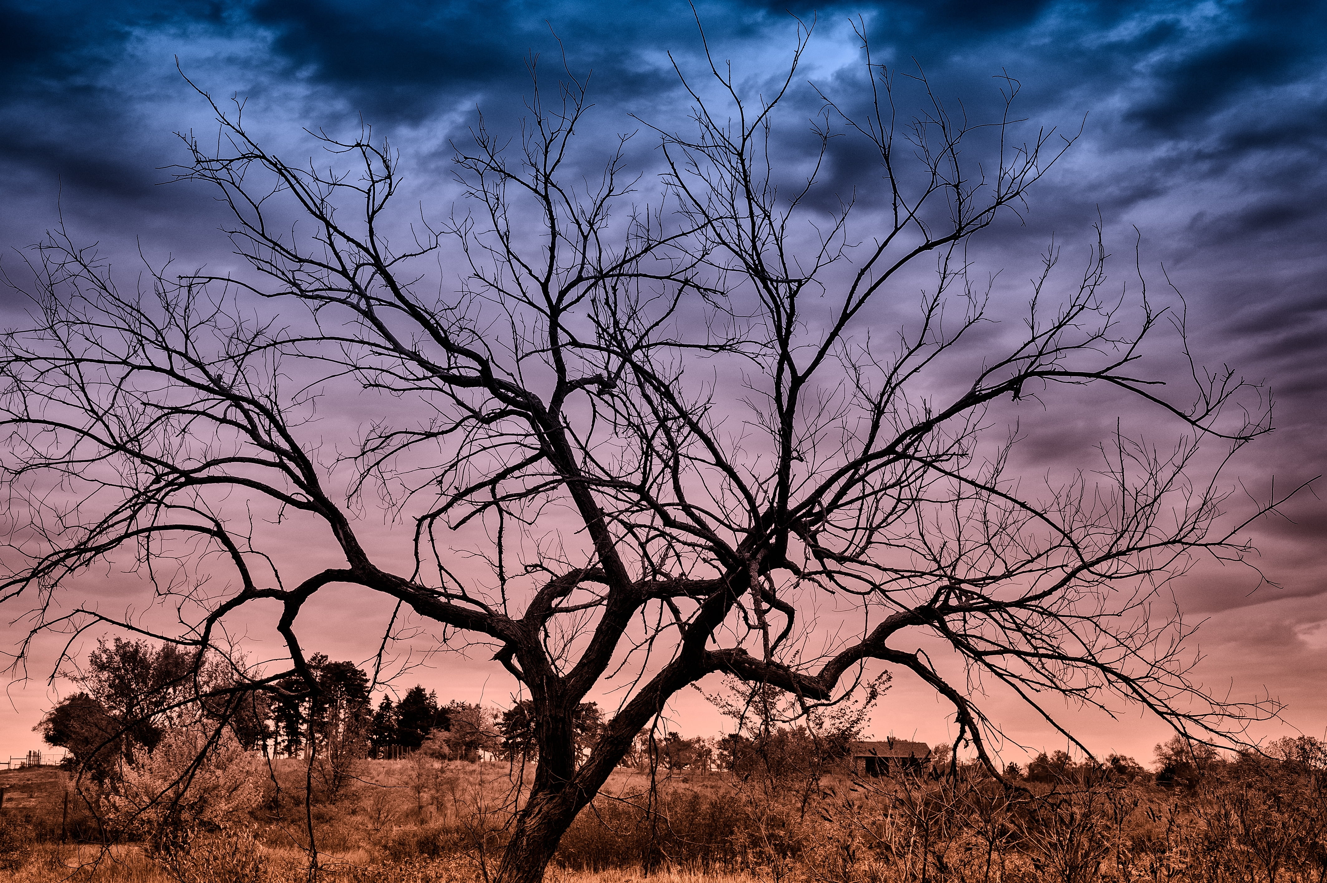 tree, tranquility, nature, bare Tree, withered, dusk, silhouette, landscape, arid Climate, branch, tranquil scene, scenics - nature, bush, acacia Tree, HD Wallpaper