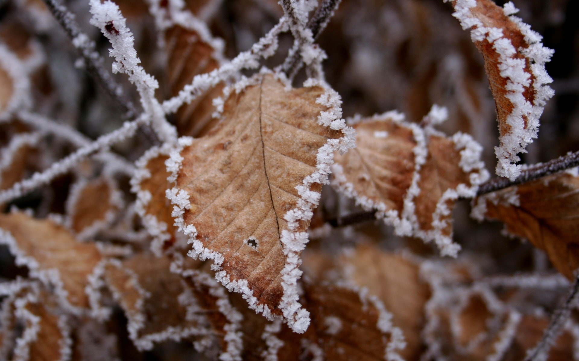 freeze, 1080P, HD Wallpaper