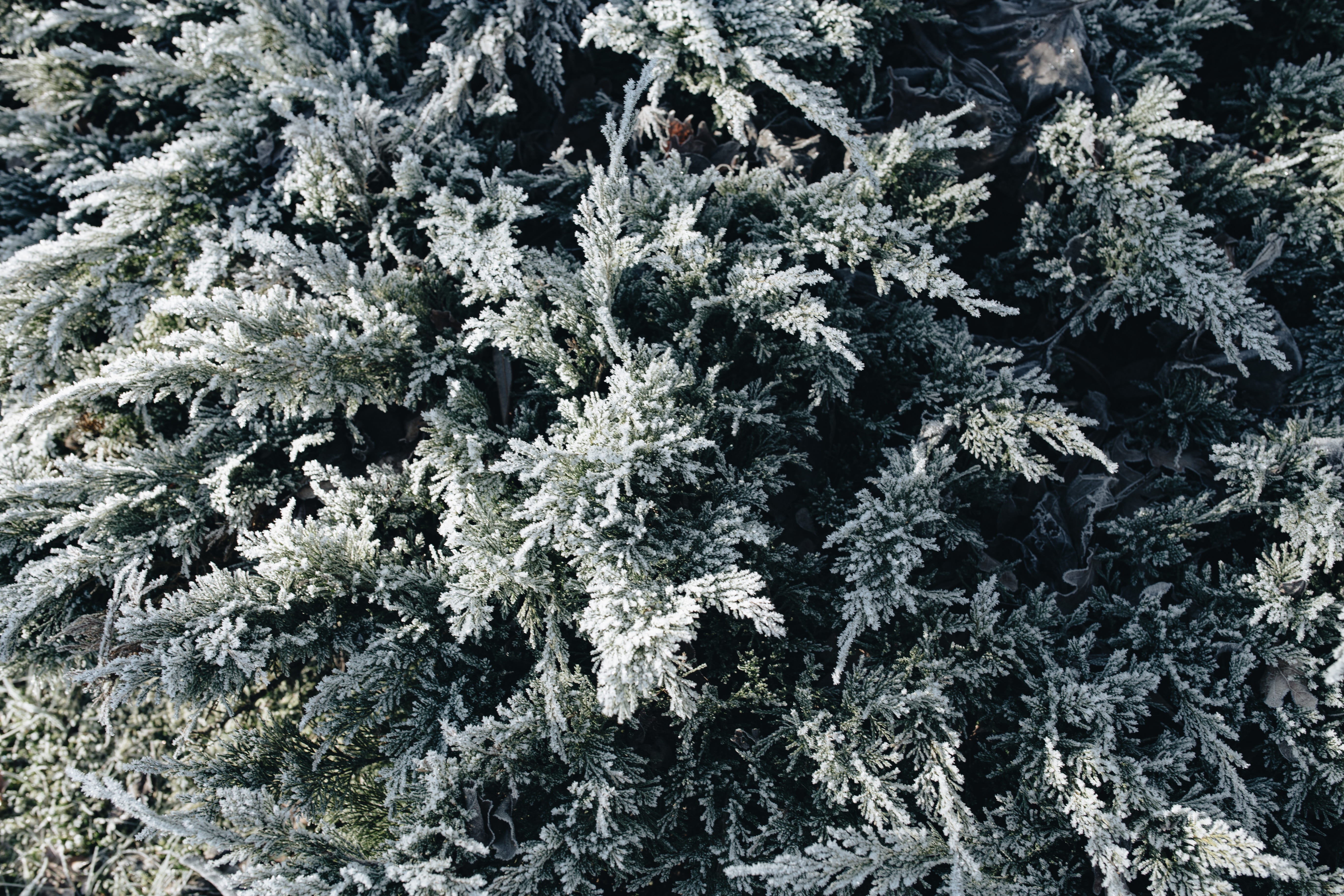 nature, no people, tree, pine tree, growth, cold temperature, white color, winter, outdoors, fir tree, evergreen tree, snow, nobody, day, backgrounds, ze, HD Wallpaper