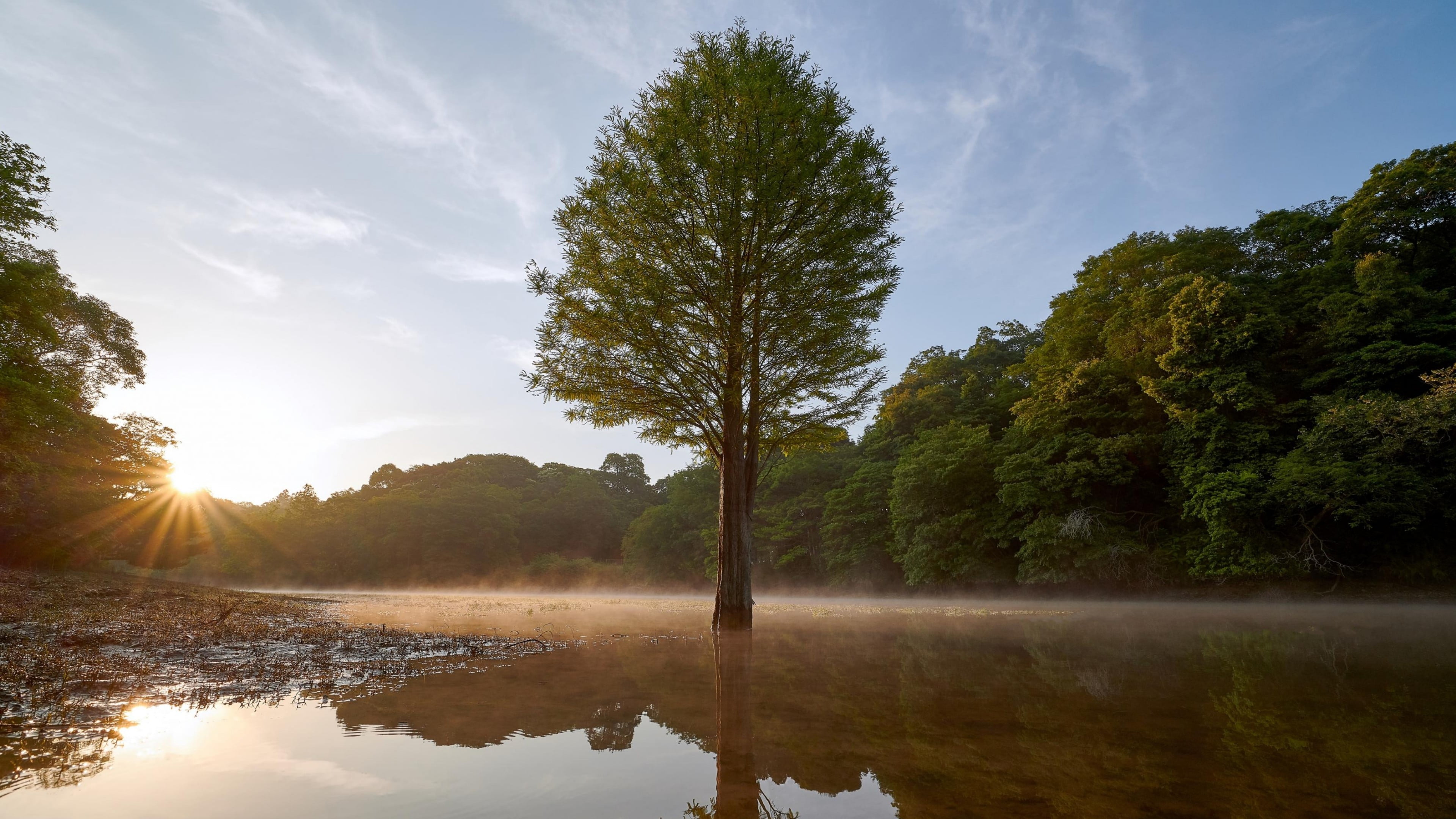 environment, lone tree, nature, cloud, outdoors, 4K, reflection lake, water resources, tree, water, forest, sunlight, scenics - nature, landscape, no people, HD Wallpaper