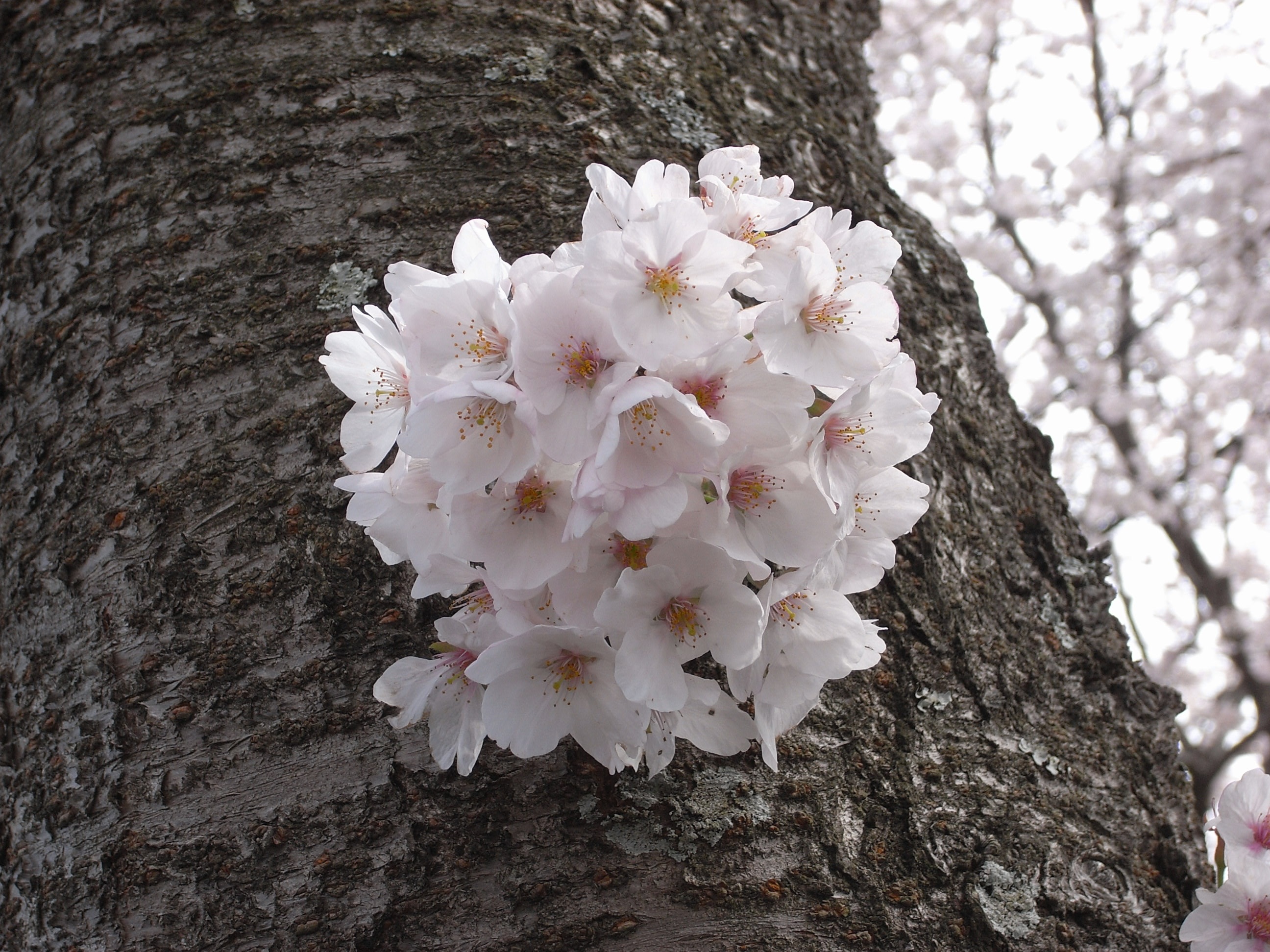 flower head, close-up, cherry, white color, vulnerability, no people, cherry blossom, nature, flowering plant, flower, tree, outdoors, growth, pollen, petal, HD Wallpaper