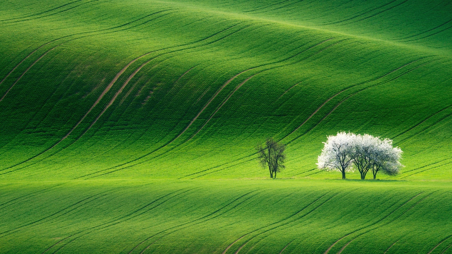 tranquility, green color, grassland, agriculture, tree, plant, nature, rural area, green, hill, tranquil scene, spring, lawn, idyllic, rural scene, scenics - nature, HD Wallpaper