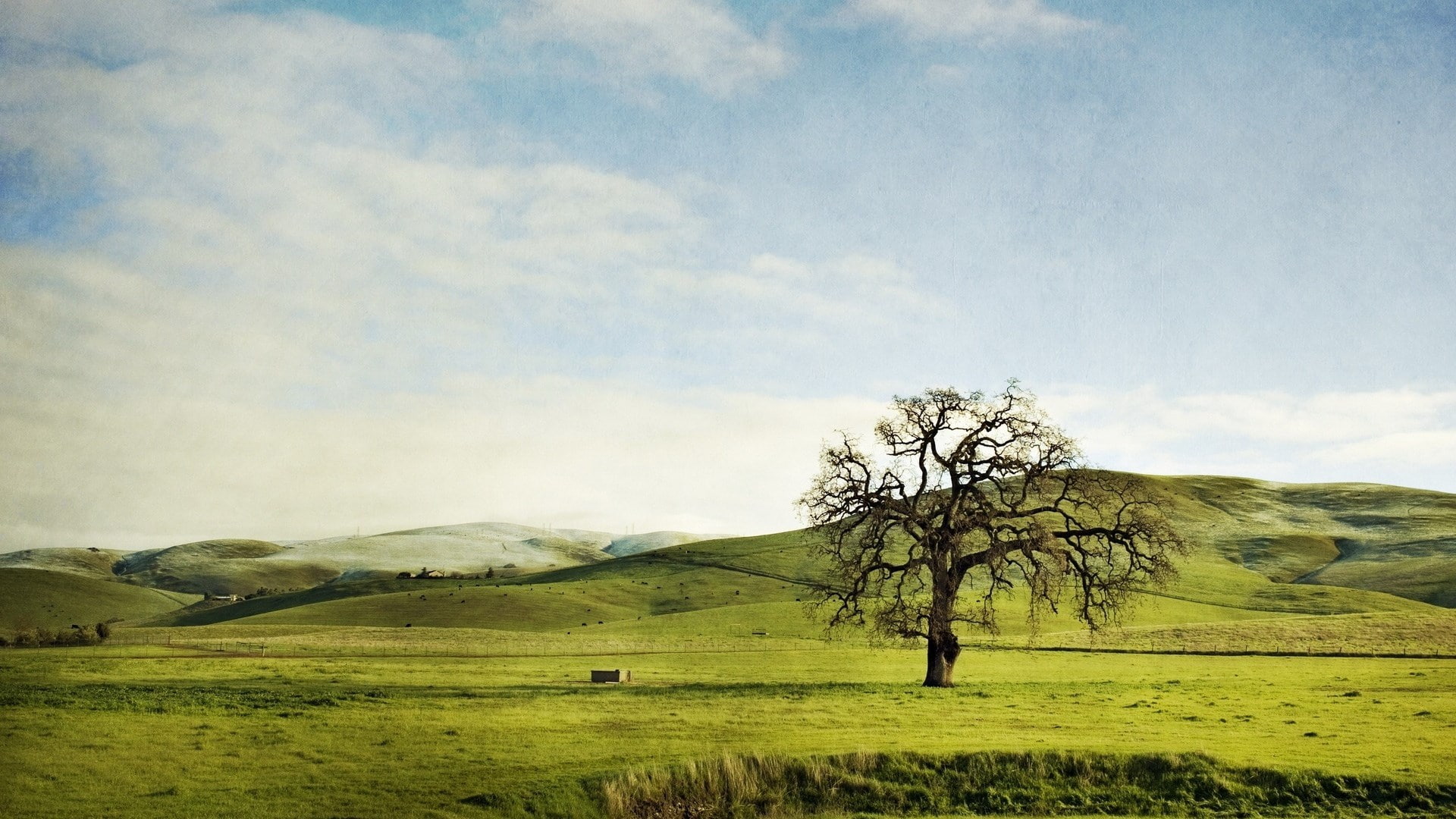 grass, 1080P, tranquility, landscape, nature  download for desktop 1920x1080, scenics - nature, cloud - sky, tranquil scene, plant, day, hill, rural scene, HD Wallpaper