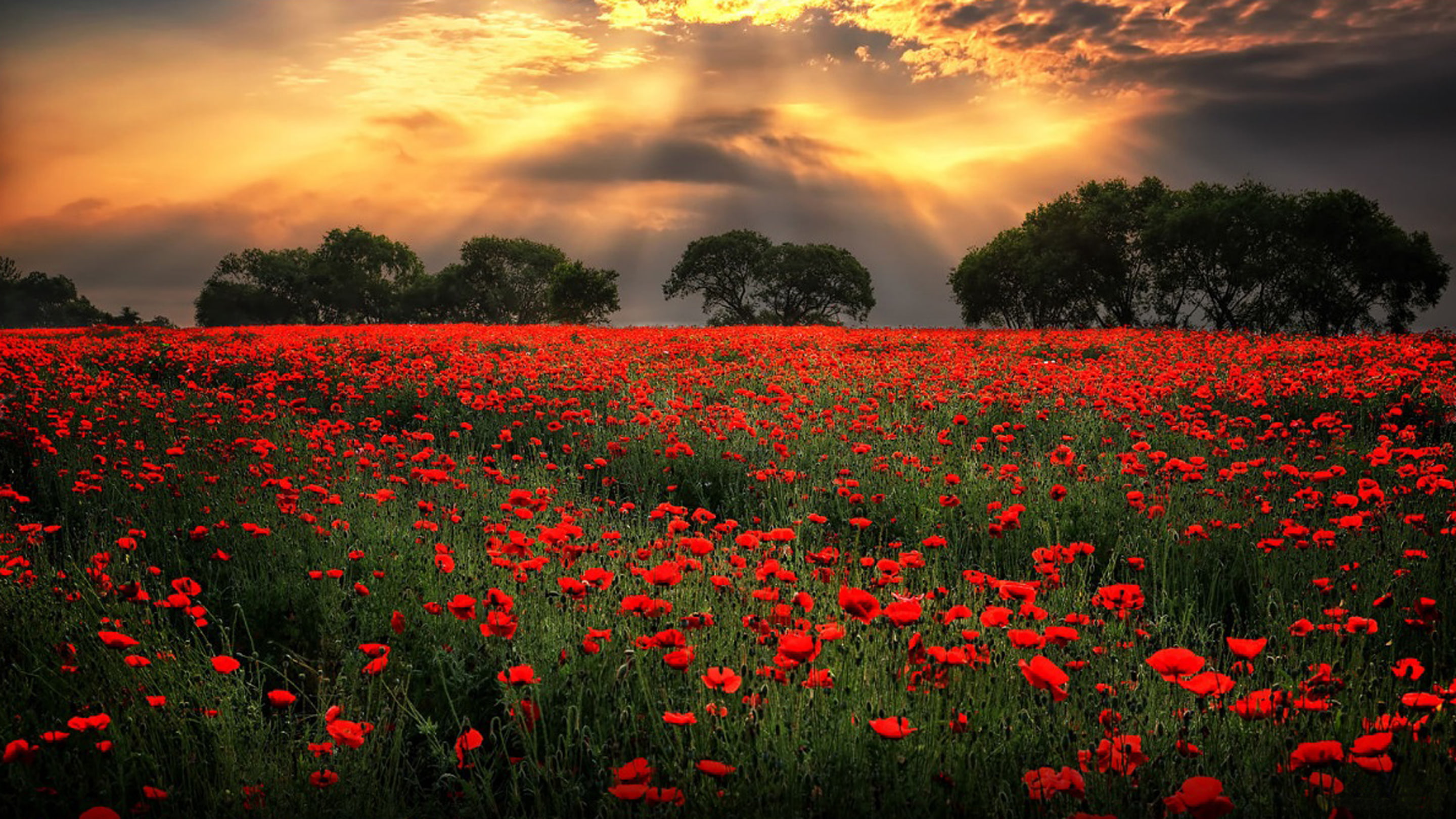black, morning, 2K, field, desktop, sunlight, dark, red, poppies, clouds, hd, HD Wallpaper