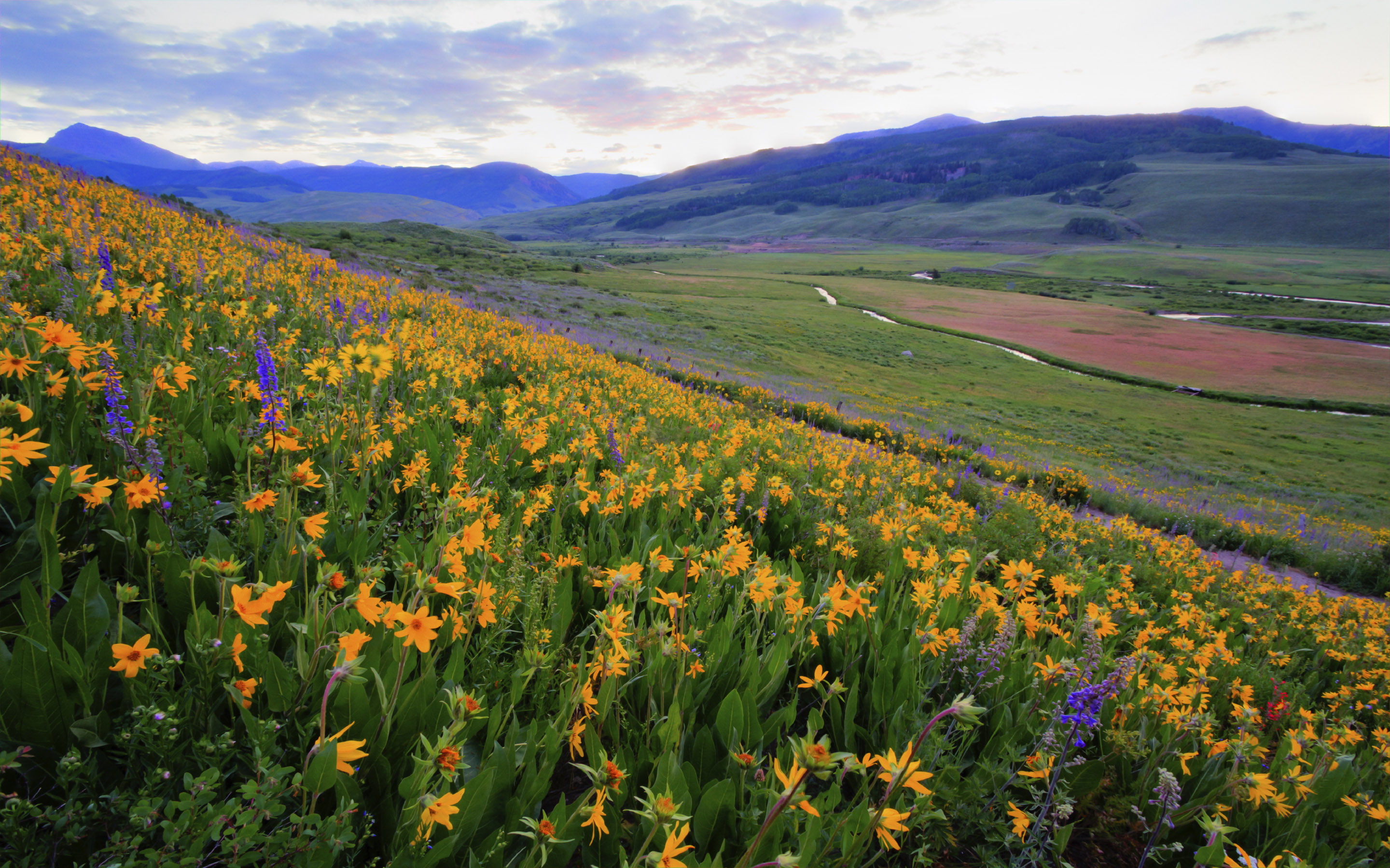 nature, clouds, hill, springtime, hd, valley, desktop, sky, backgrounds, landscape, field, 2K, flowers, yellow, HD Wallpaper