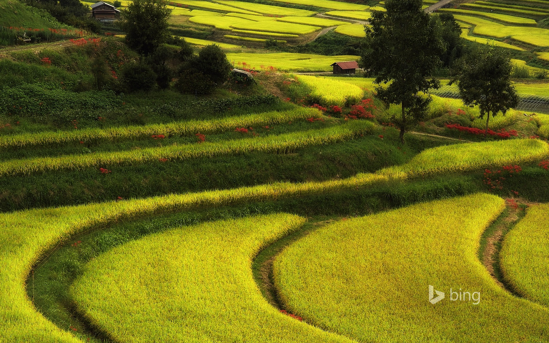 green, scenics - nature, growth, landscape, outdoors, day, bing, beauty in nature, rural scene, tree, high angle view, green color, plant, no people, HD Wallpaper