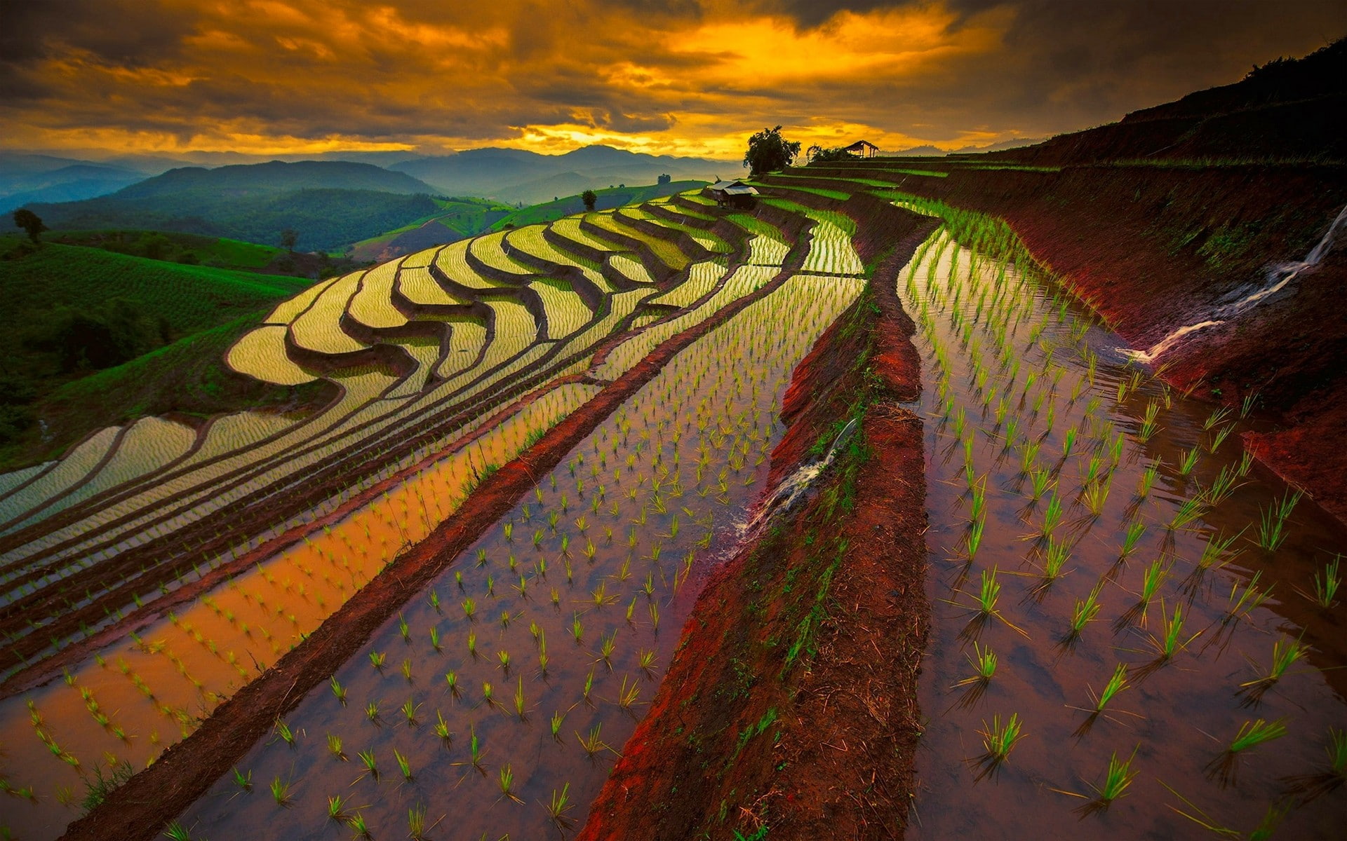 1080P, field, rice, landscape, thailand, HD Wallpaper