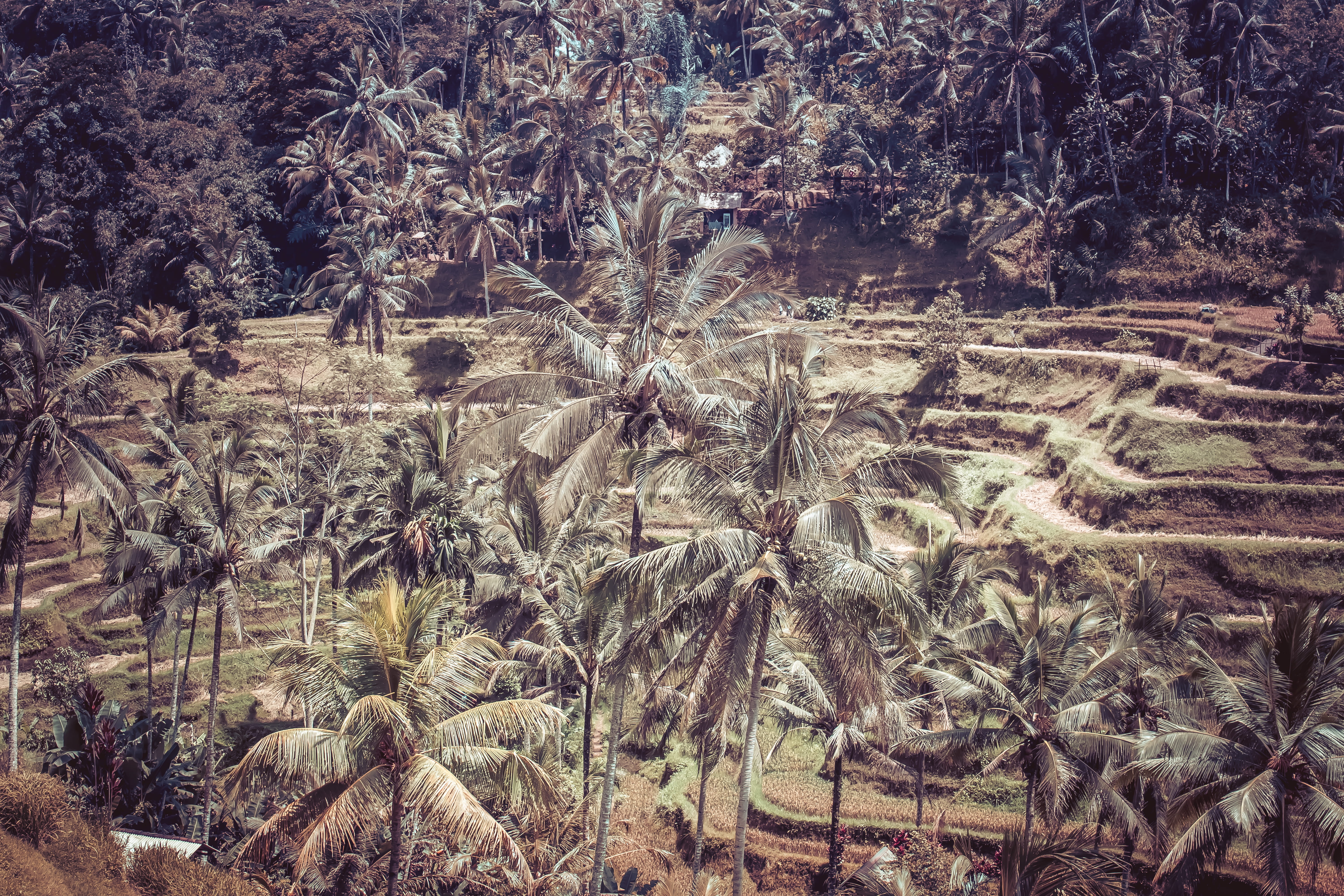 tranquility, arid climate, close-up, no people, tropical, rice, landscape, high angle view, view, farm, agriculture, tranquil scene, environment, land, HD Wallpaper