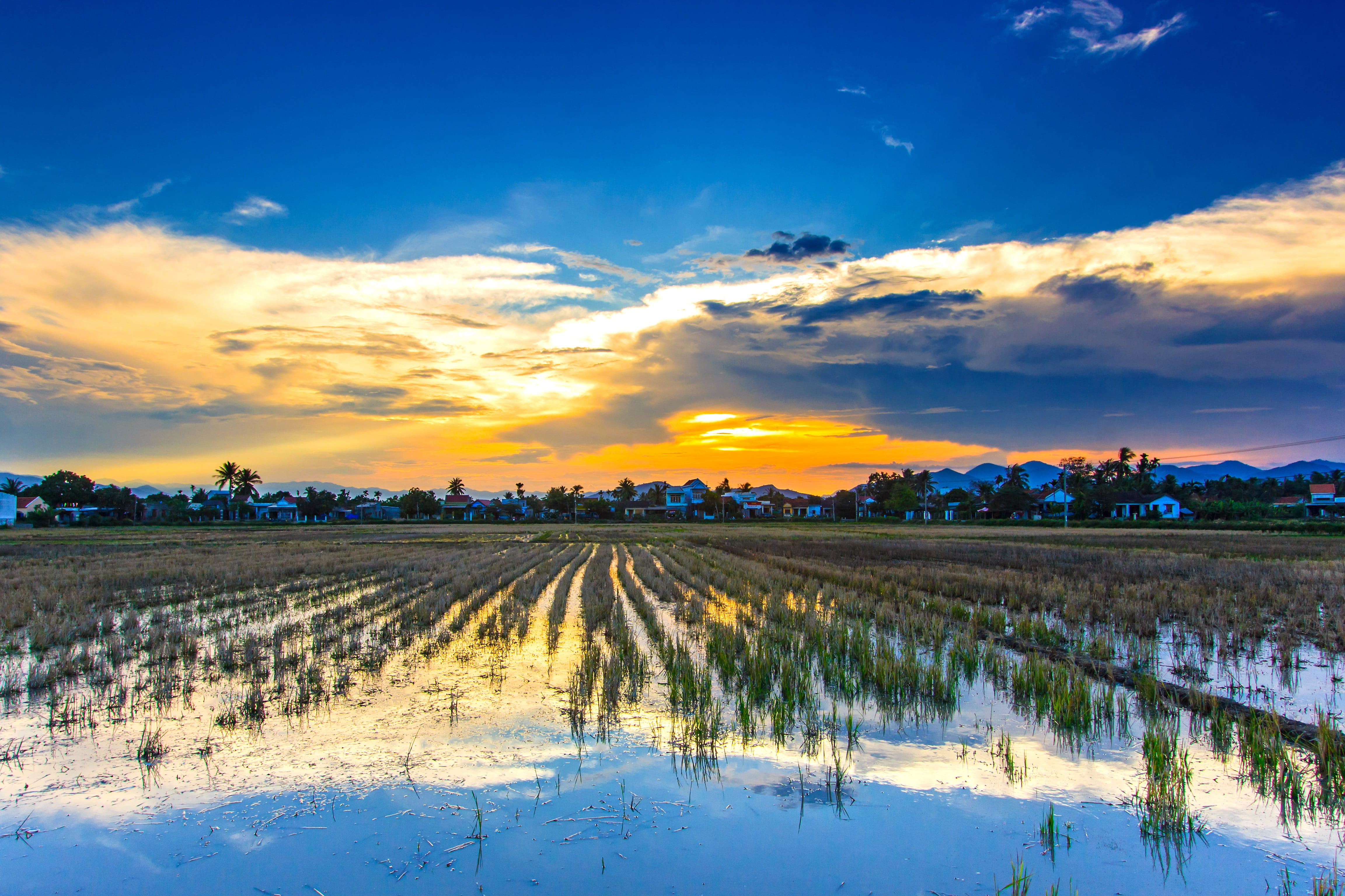 dawn, sky, environment, scenics - nature, water, nature, beauty in nature, landscape, tranquility, hour, growth, field, farm, no people, golden, rice, land, HD Wallpaper