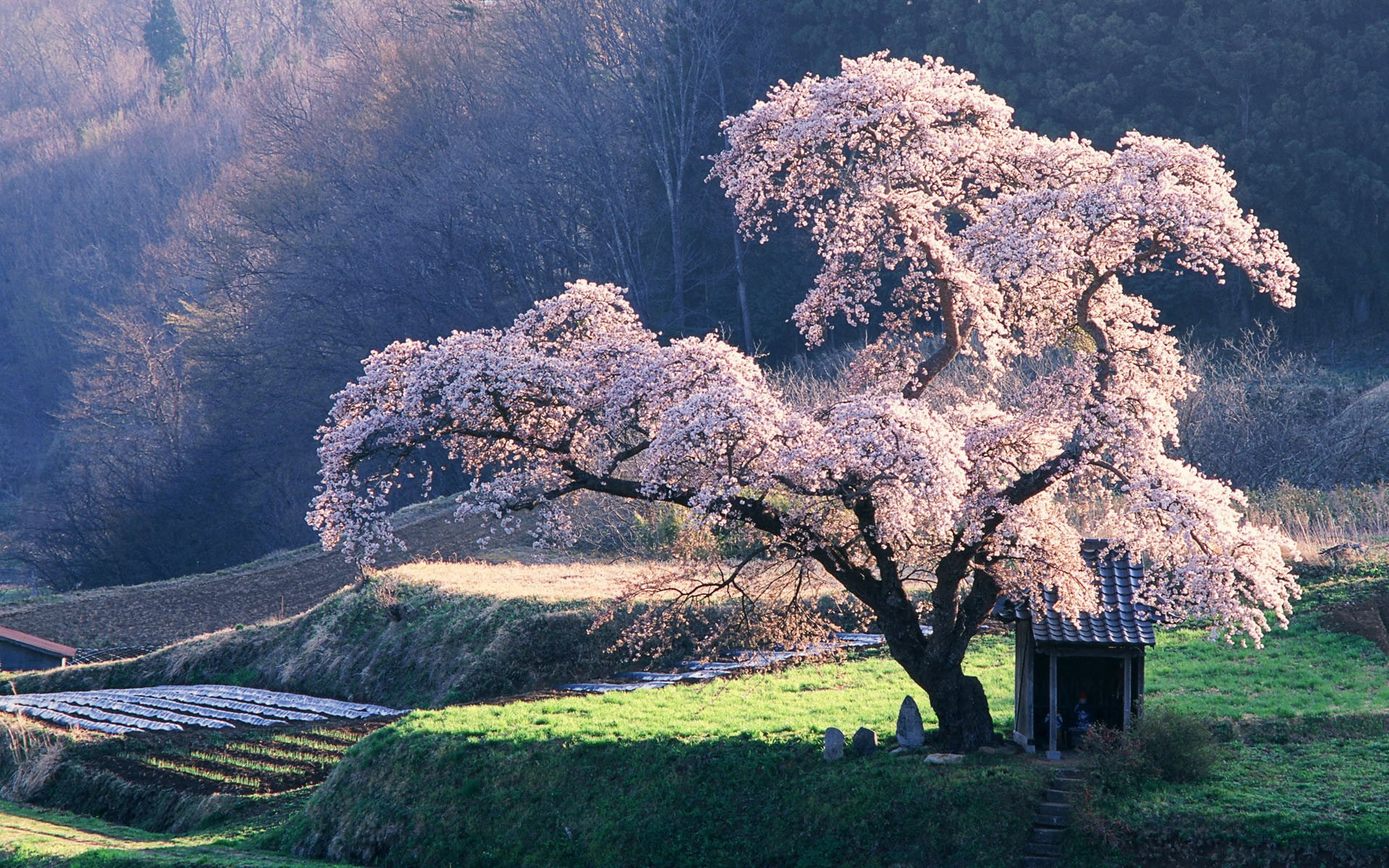 x, cherry, art, rice, asia, hd, 1080P, grass, wallpa, japan, Landscapes, nature, shed, fields, sakura, trees, blossoms, HD Wallpaper
