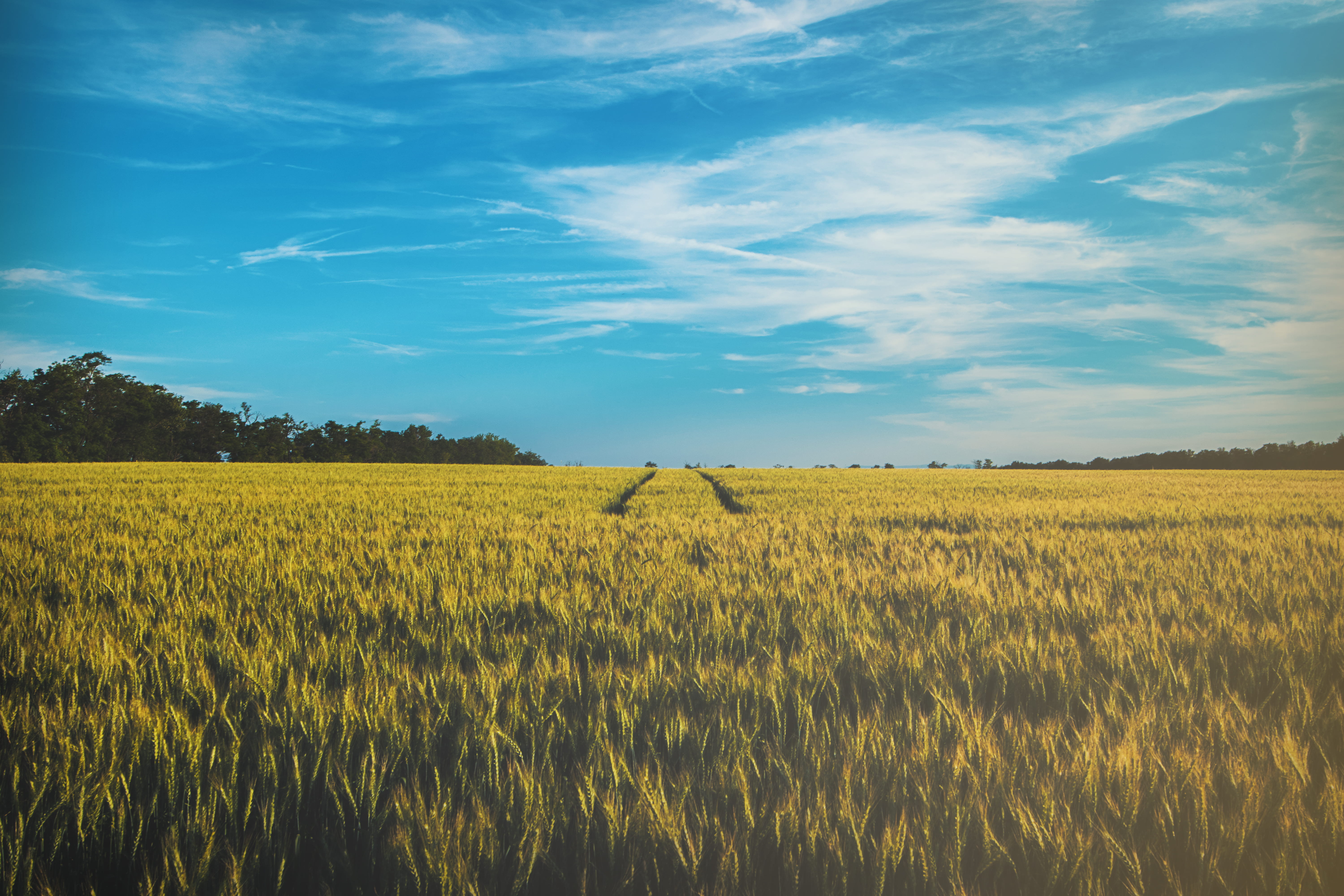 photography, crops, field, beauty in nature, sky, landscape, grass, summer, 5K, plant, agriculture, rice, tracks, blue, no people, environment, rural scene, HD Wallpaper