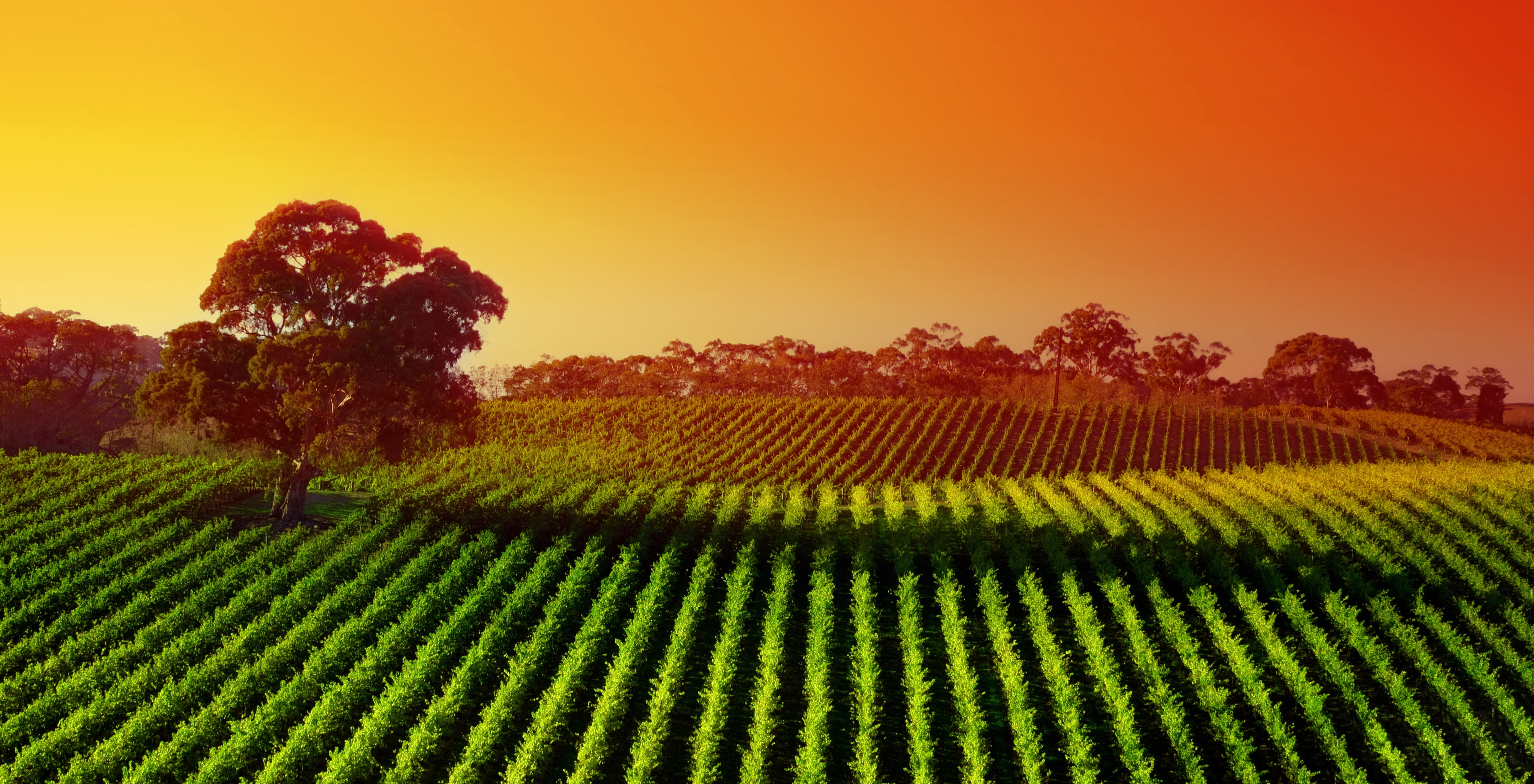 rice, 4K, Sunset, Landscape, Agriculture, field, 4K, hour, photography, Vineyard, golden, HD Wallpaper
