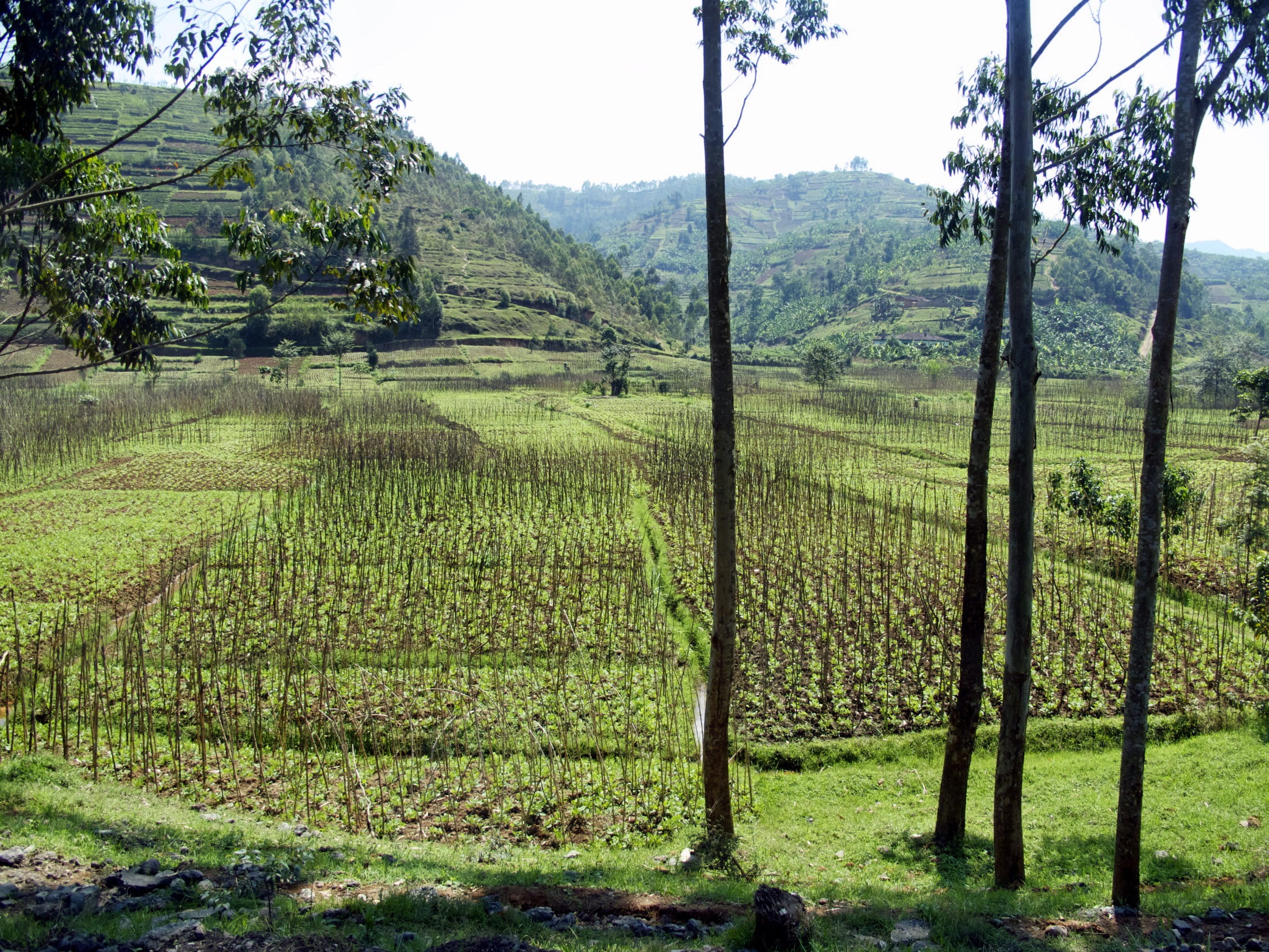 scenics - nature, countryside, forest, rwanda, photography, trees, farm, grass, rural scene, tree, landscape, plantation, 1080P, environment, growth, rice, HD Wallpaper