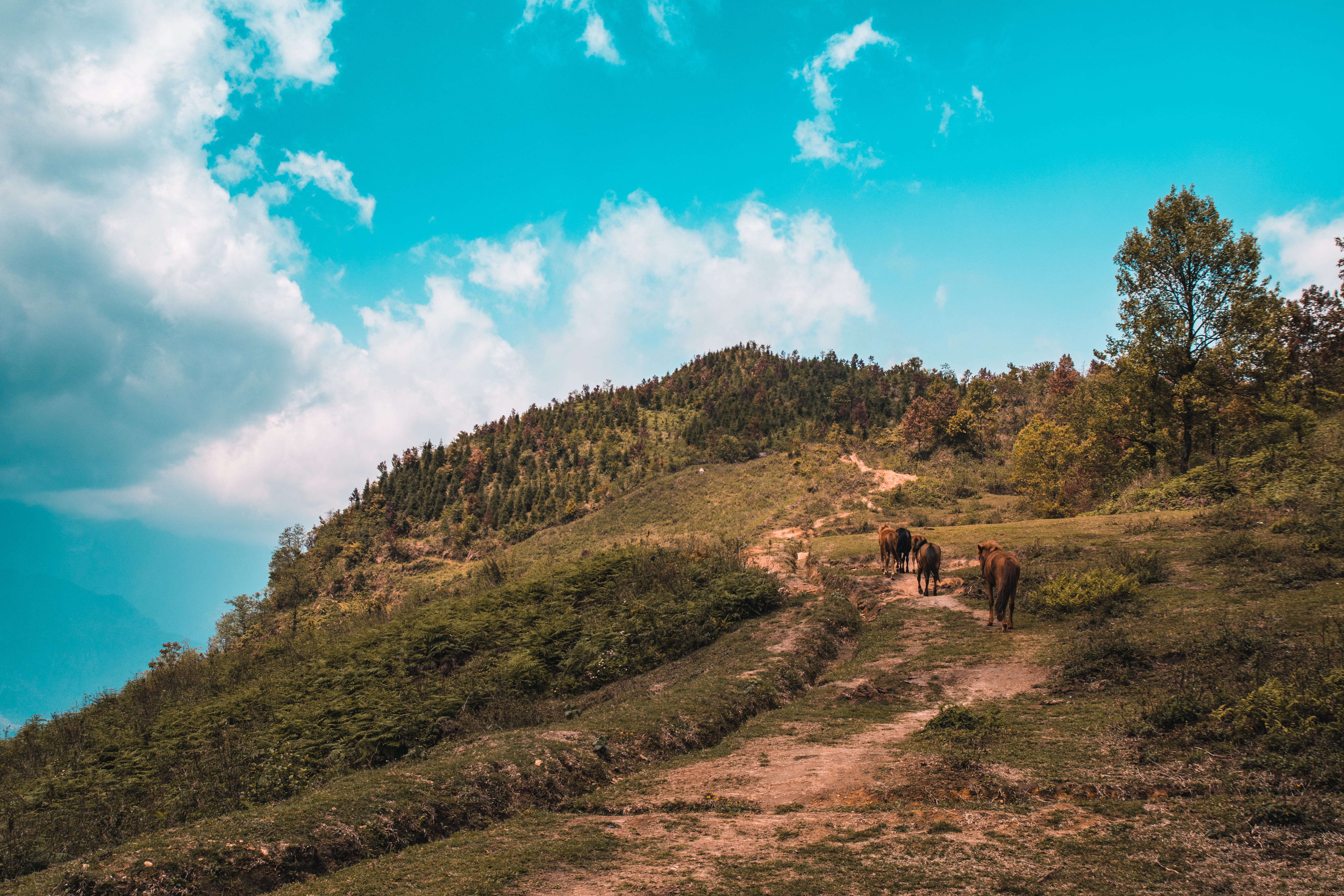 outdoors, livestock, environment, nature, herbivorous, sky, animal themes, cloud - sky, horses, non-urban scene, sapa, day, scenics - nature, domestic animals, HD Wallpaper