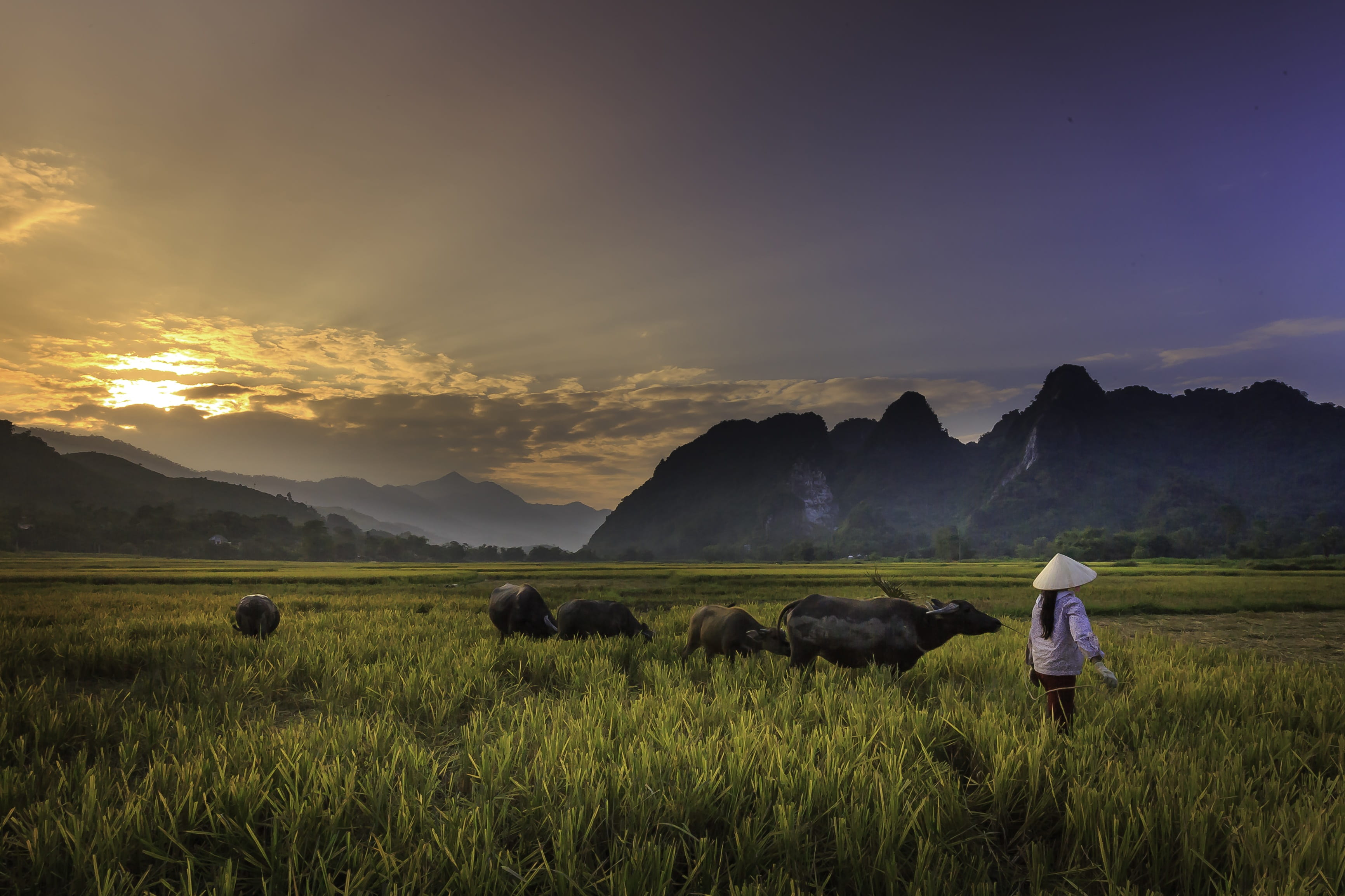 farmer, 2K, farming, environment, landscape, tranquil scene, sky, strenuous, beauty in nature, mountain range, the tradition, nature, grass, the sun, cooked rice, HD Wallpaper