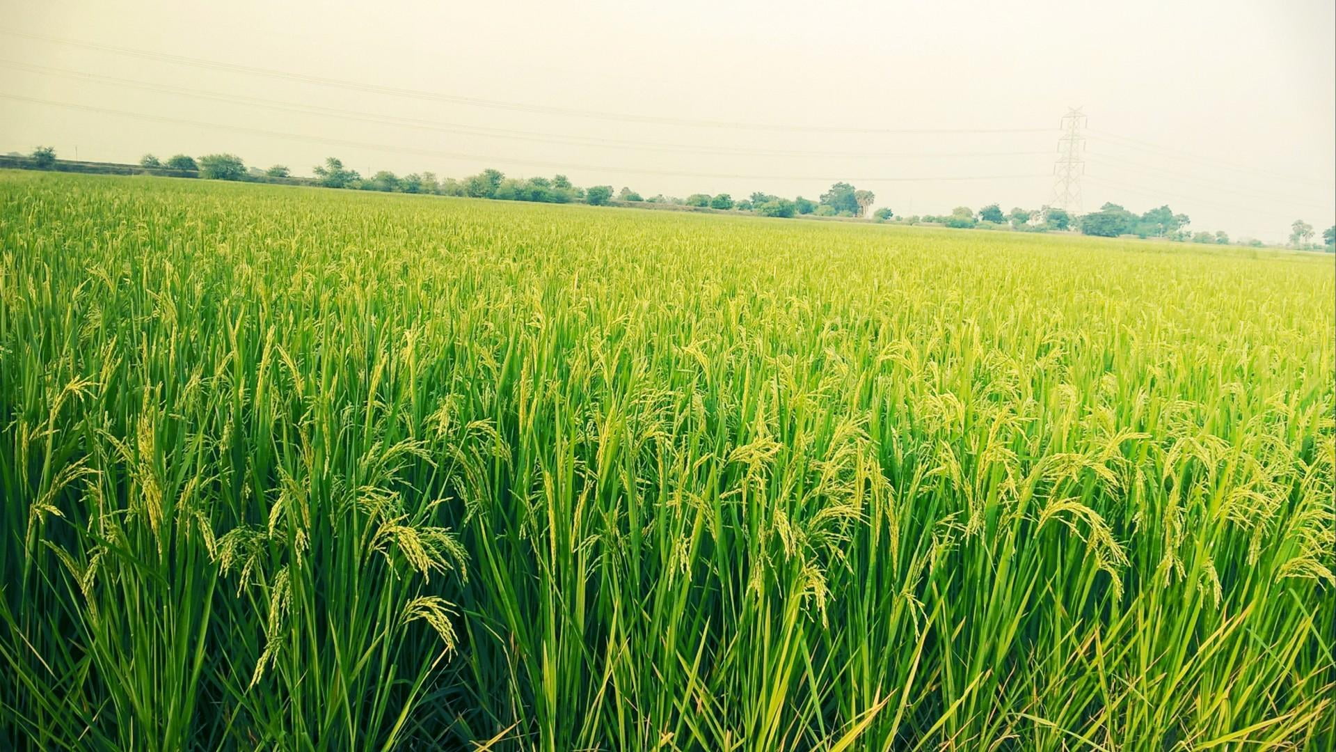 rural scene, paddy field, green color, landscape, beauty in nature, outdoors, tranquility, plantation, nature, environment, green, plant, day, asia, grassland, HD Wallpaper