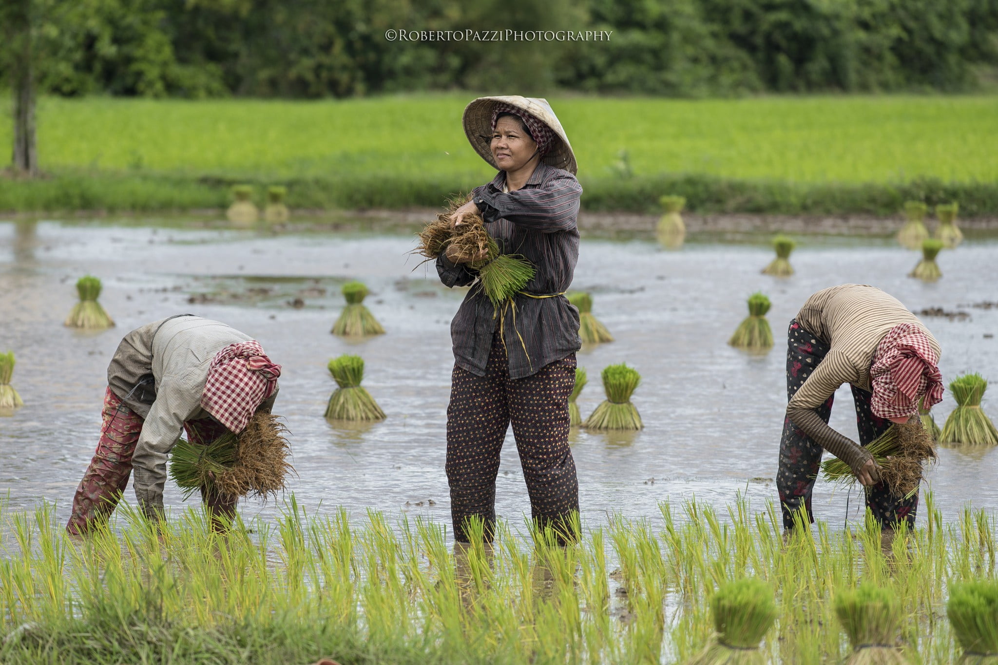 childhood, women, Asian, water, occupation, green color, landscape, plant, outdoors, girls, agriculture, 1080P, farmer, rice fields, photography, three quarter length, HD Wallpaper