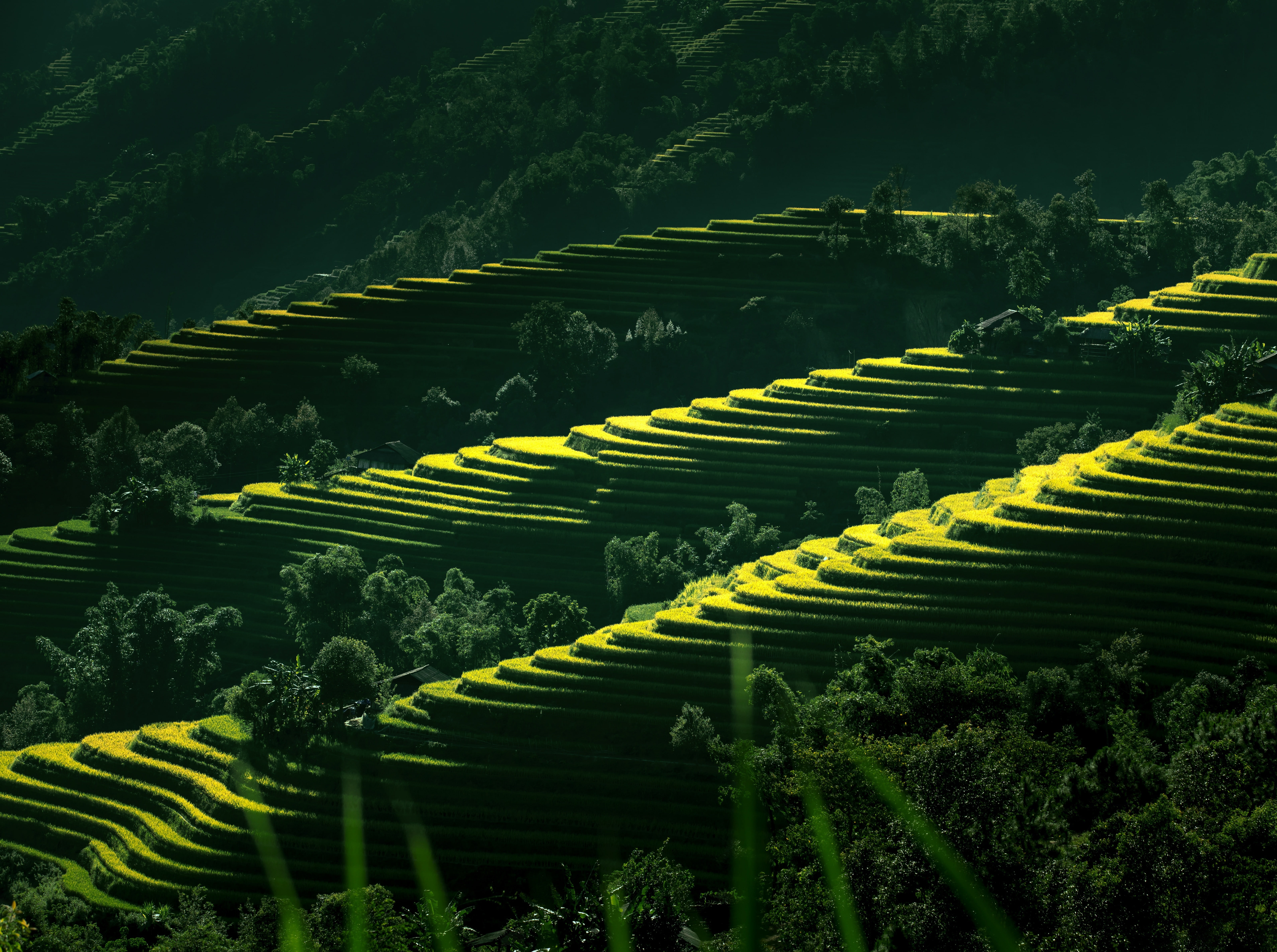 scenics - nature, terraces, Vietnam, tree, rice paddy, field, Photography, Fields, rural scene, plant, Agriculture, Asia, farm, LangSon, plantation, gardening, HD Wallpaper