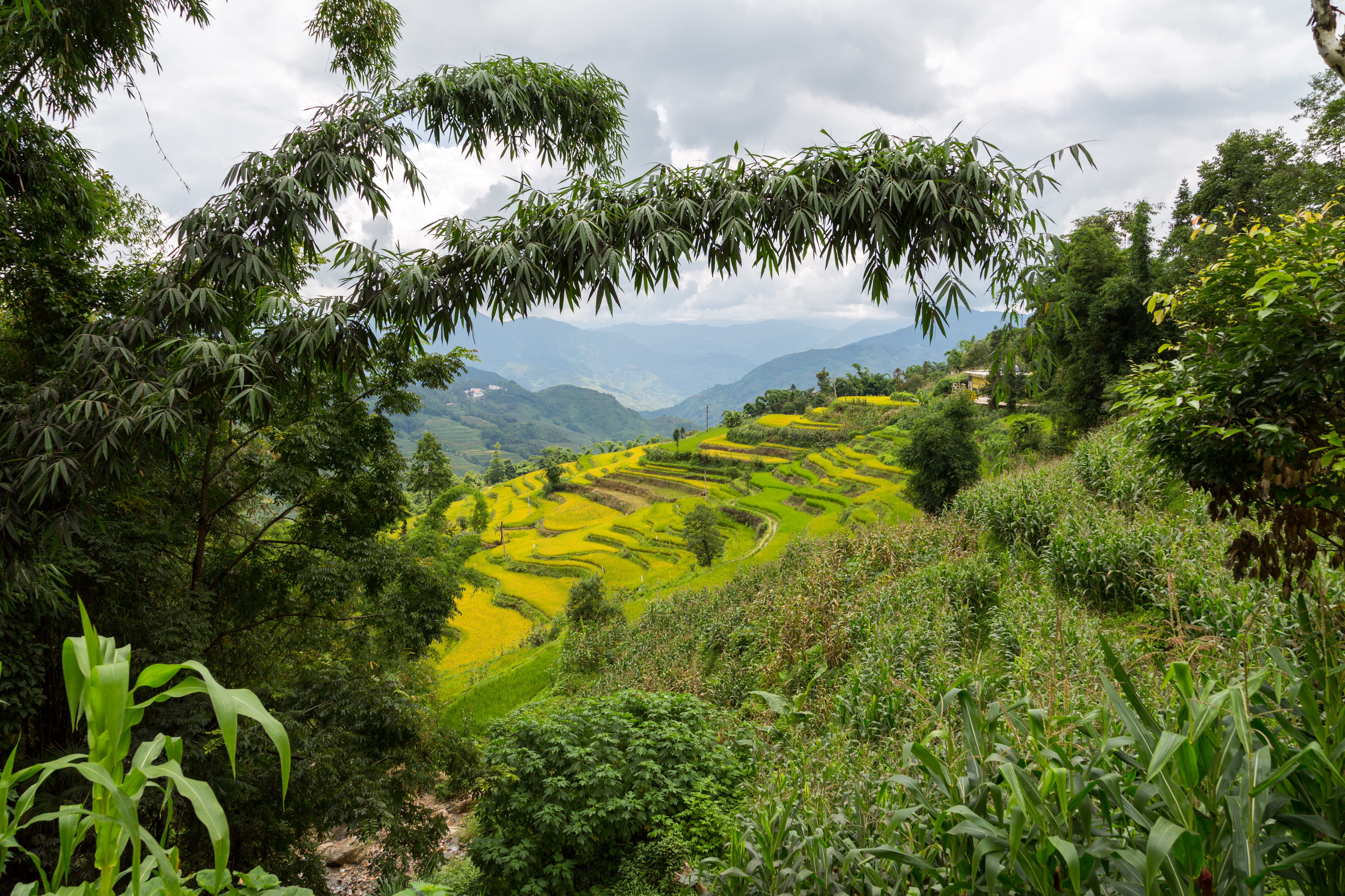 rice, no people, idyllic, beauty in nature, yuanyang, scenics - nature, agriculture, honghe, tranquil scene, cloudy, green color, tree, china, corn, green, HD Wallpaper