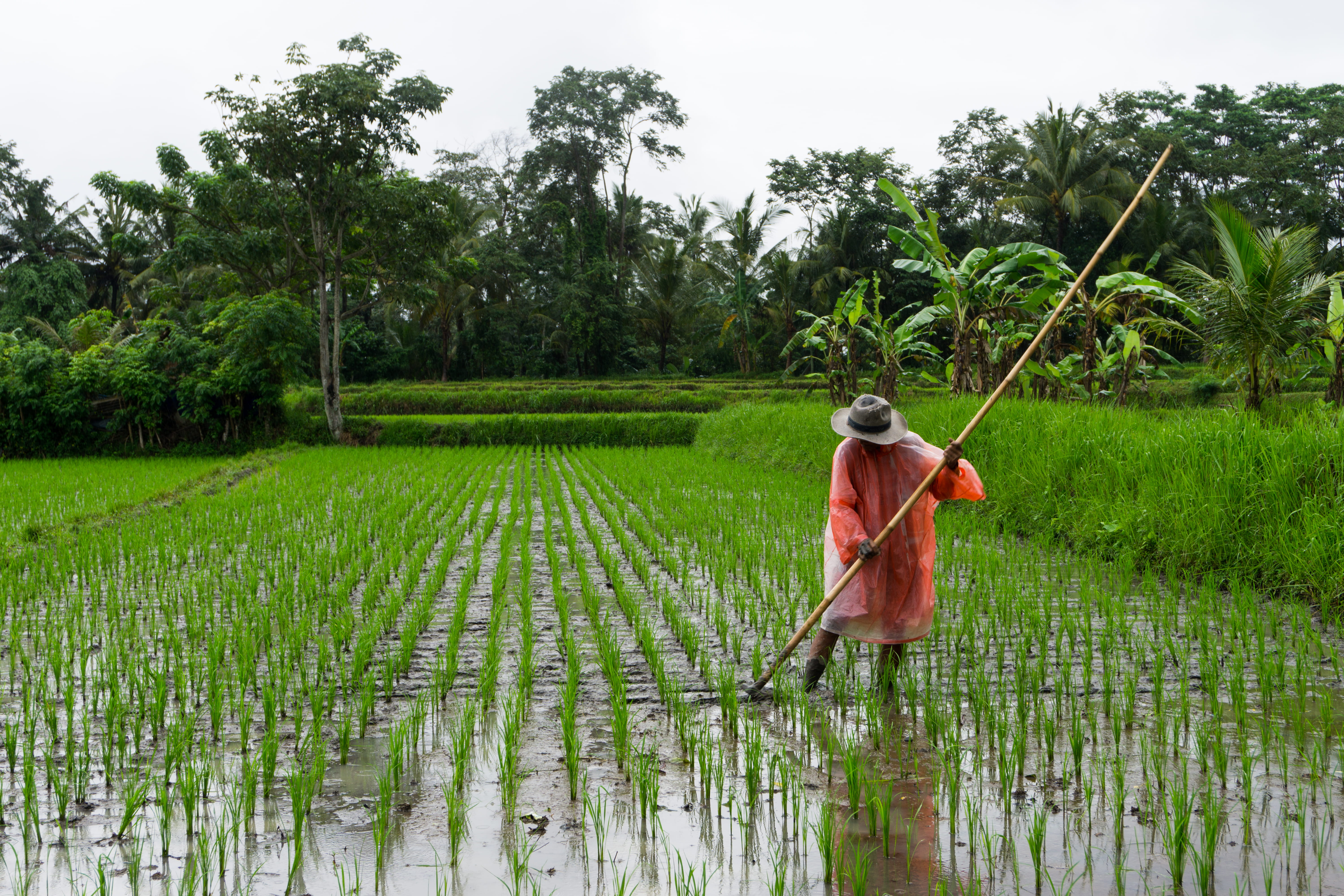 plant, working, farm, outdoors, standing, farmer, adult, one person, landscape, water, hat, nature, fields, farm worker, day, 5K, rice - cereal plant, HD Wallpaper