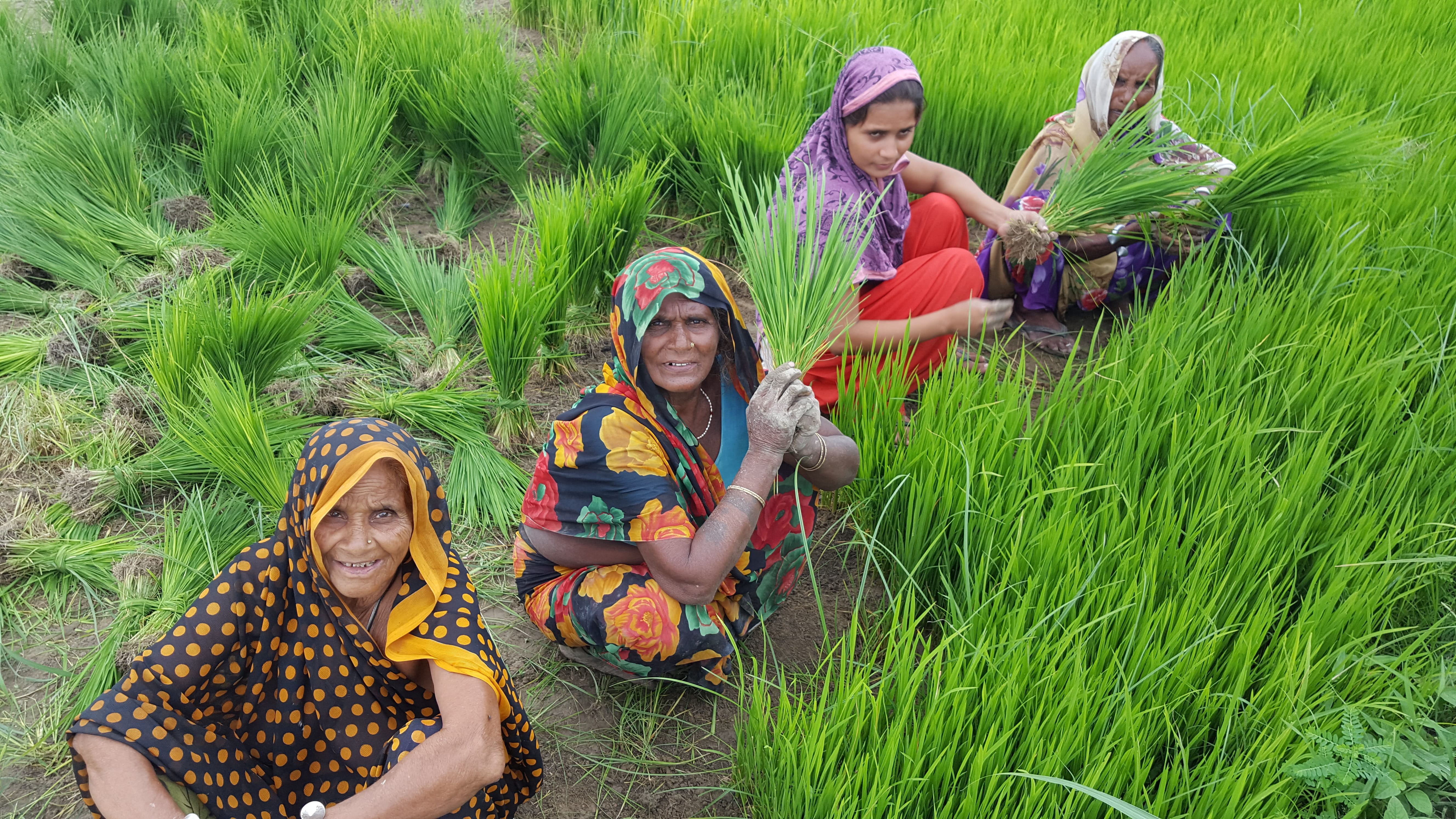 indian workers, indian, adult, childhood, rural, happiness, ricefield, outdoors, grass, sitting, peduka, rice, women, leisure activity, india, emotion, HD Wallpaper