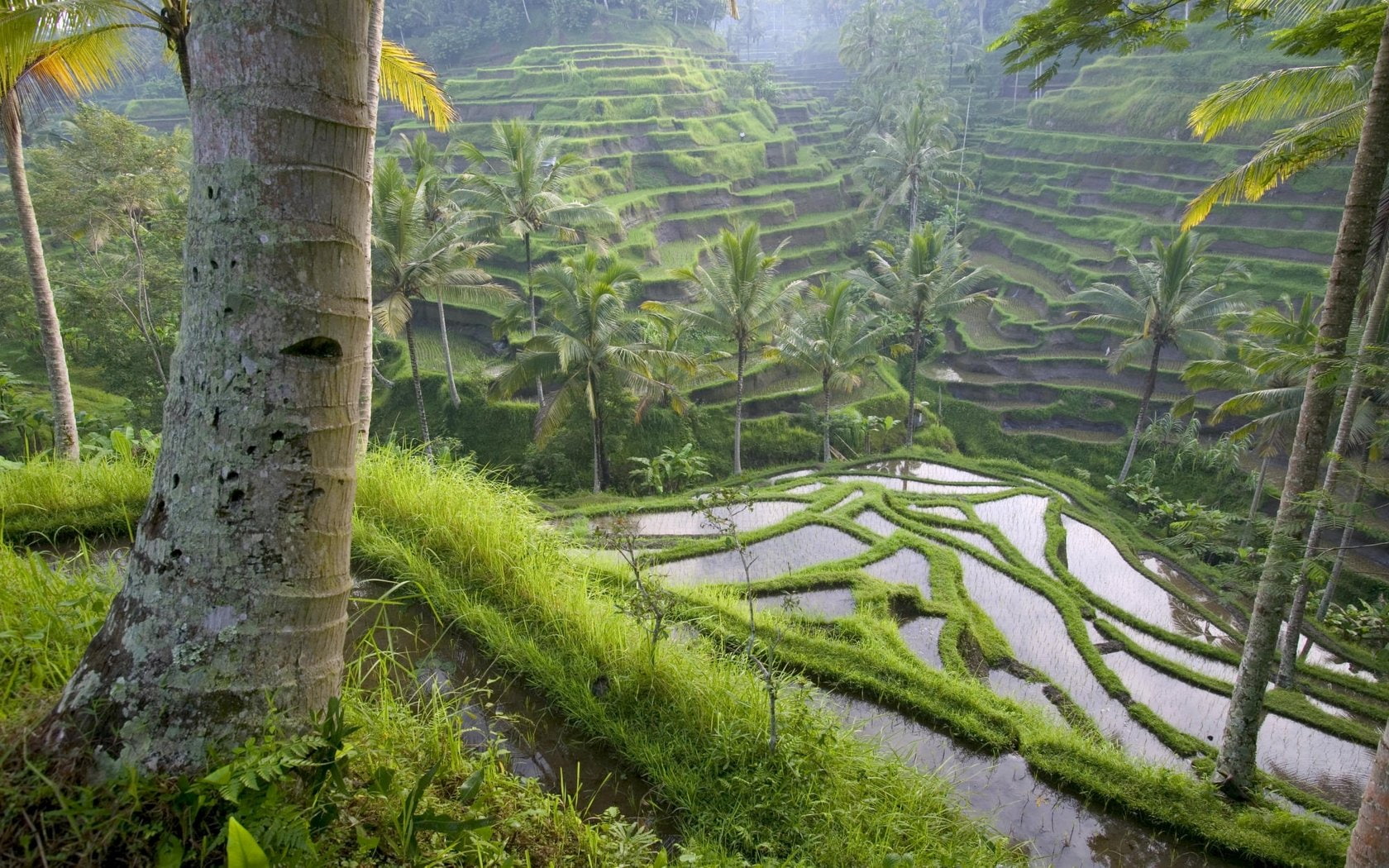 nature, ricefields, 720P, HD Wallpaper