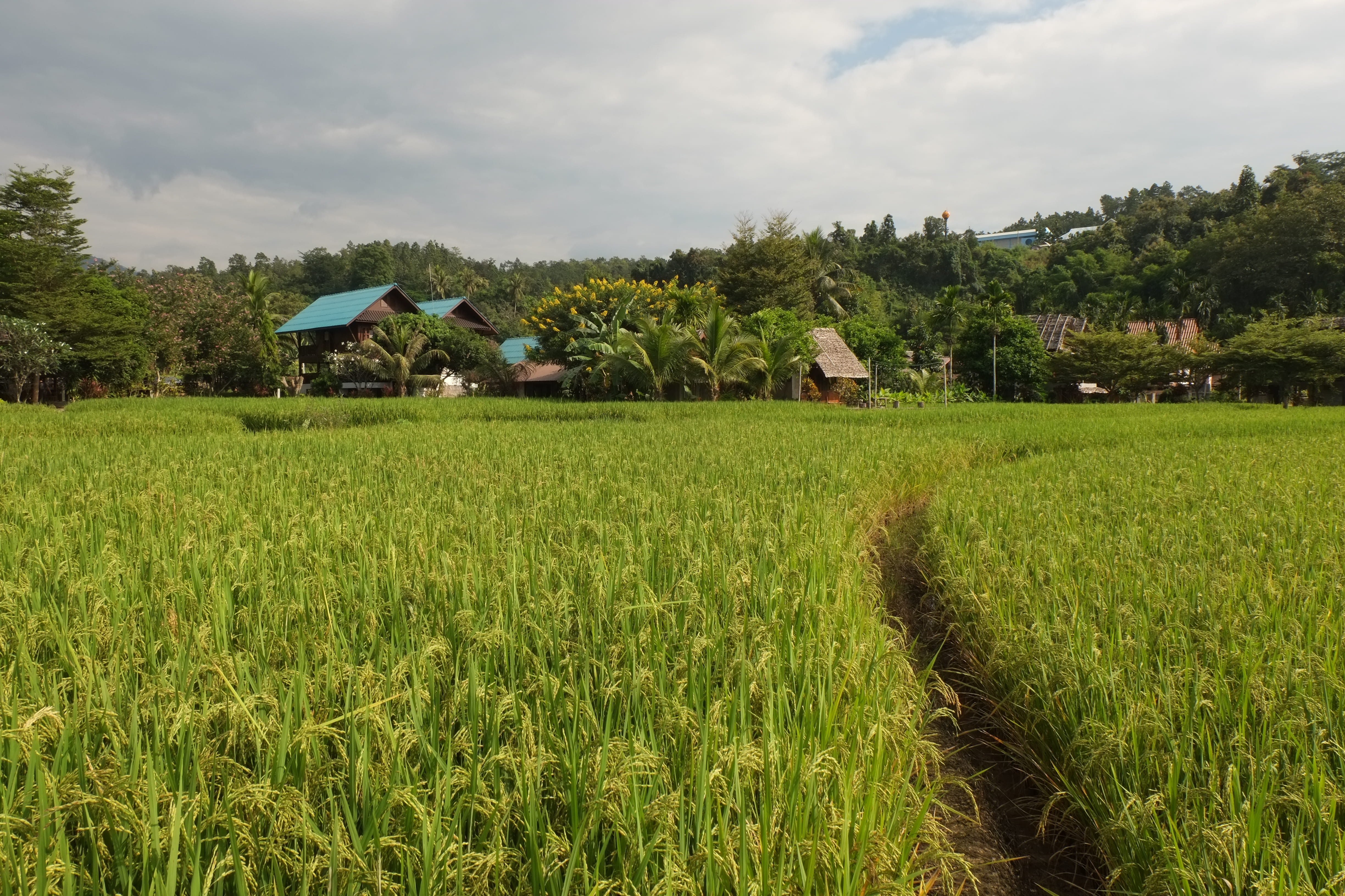 4K, paddy field, plant, building, tree, no people, outdoors, sky, countryside, green color, grassland, fields, plantation, clouds, grass, crop, growth, HD Wallpaper