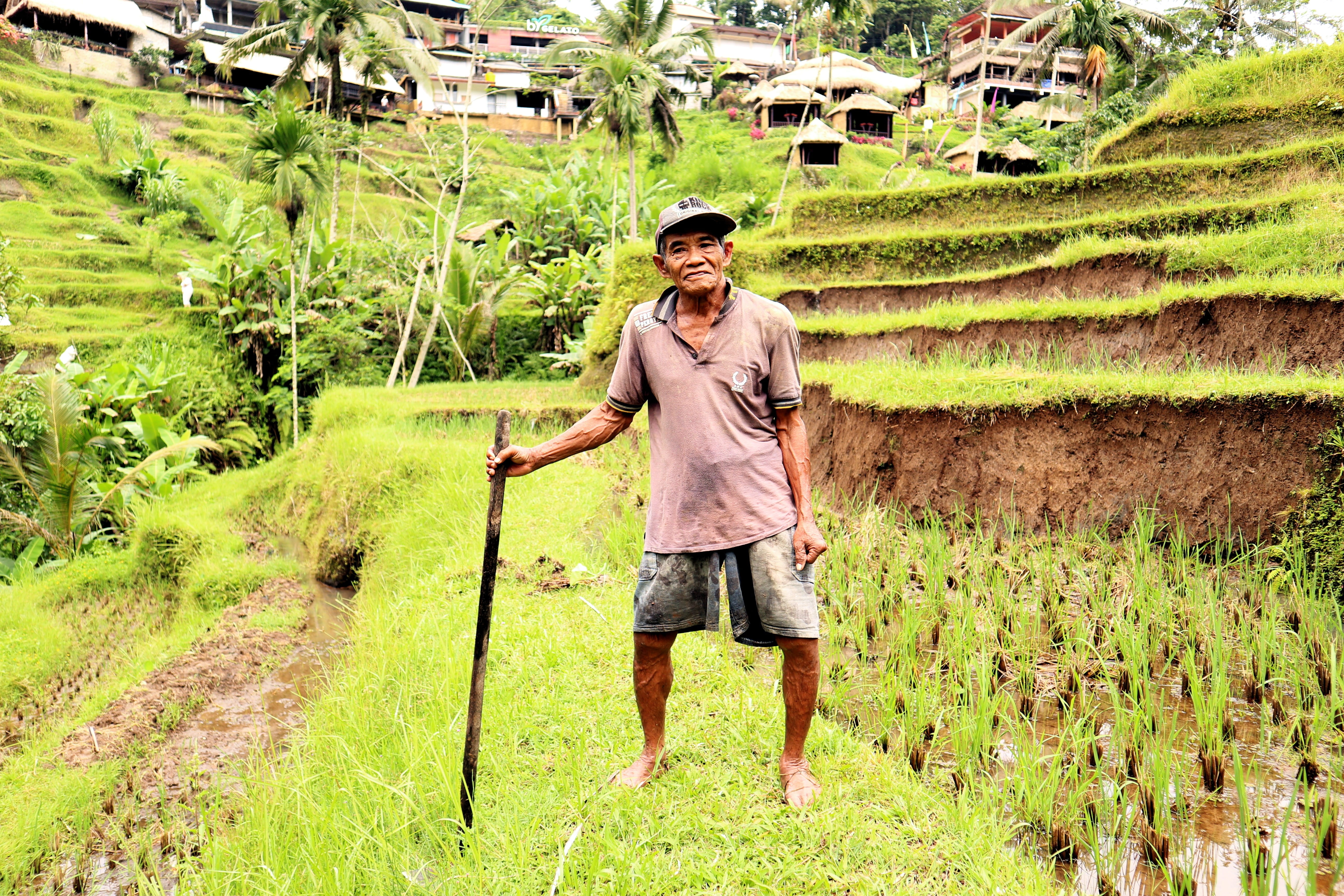 day, portrait, plant, bali, green, full length, land, farmer, growth, landscape, worker, 5K, front view, ricefields, agriculture, looking at camera, green color, HD Wallpaper
