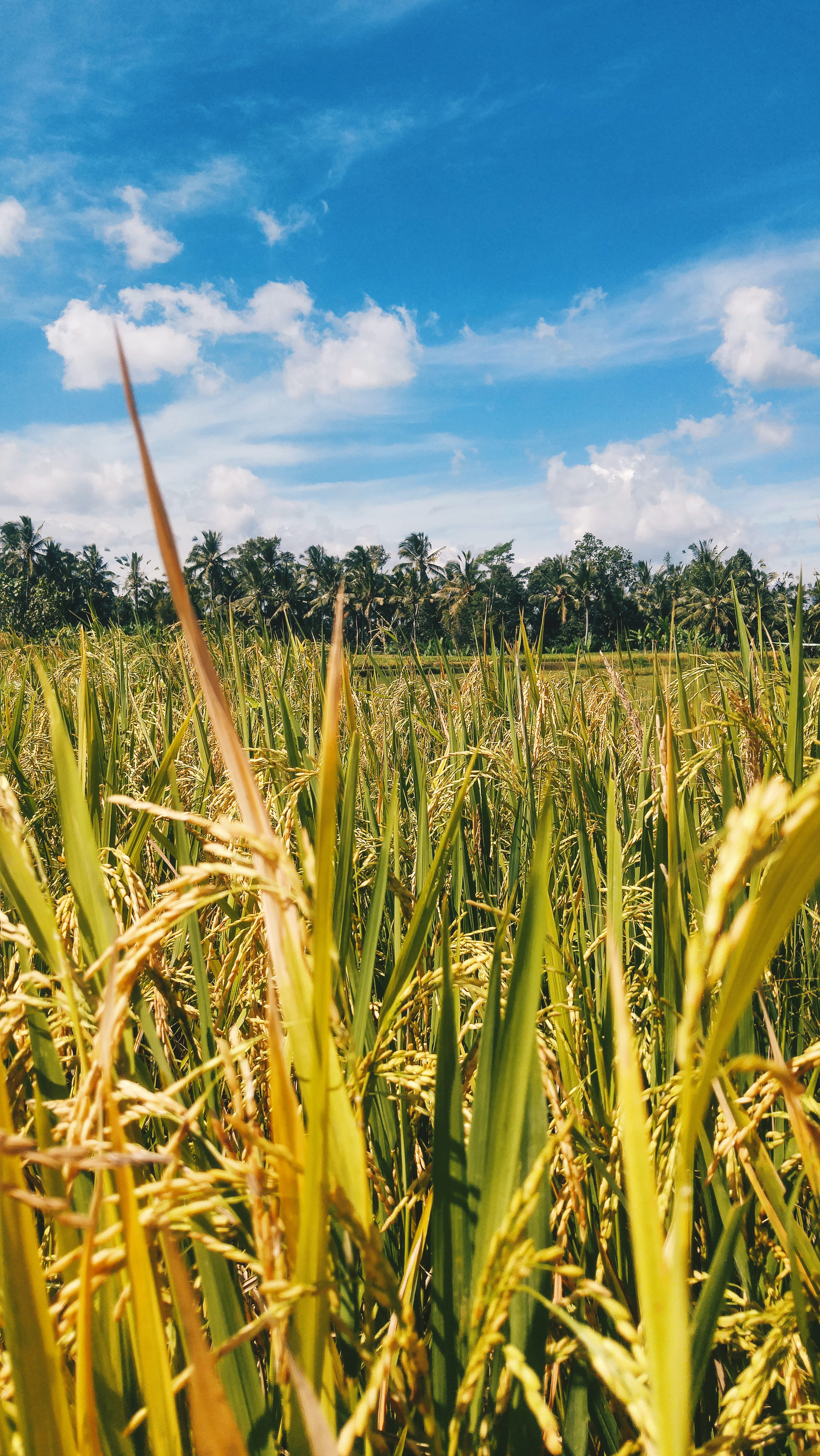 farm, ricefield, beauty in nature, tranquil scene, kabupaten gianyar, plantation, agriculture, rural scene, scenics - nature, crop, payangan, cloud - sky, Phone HD Wallpaper